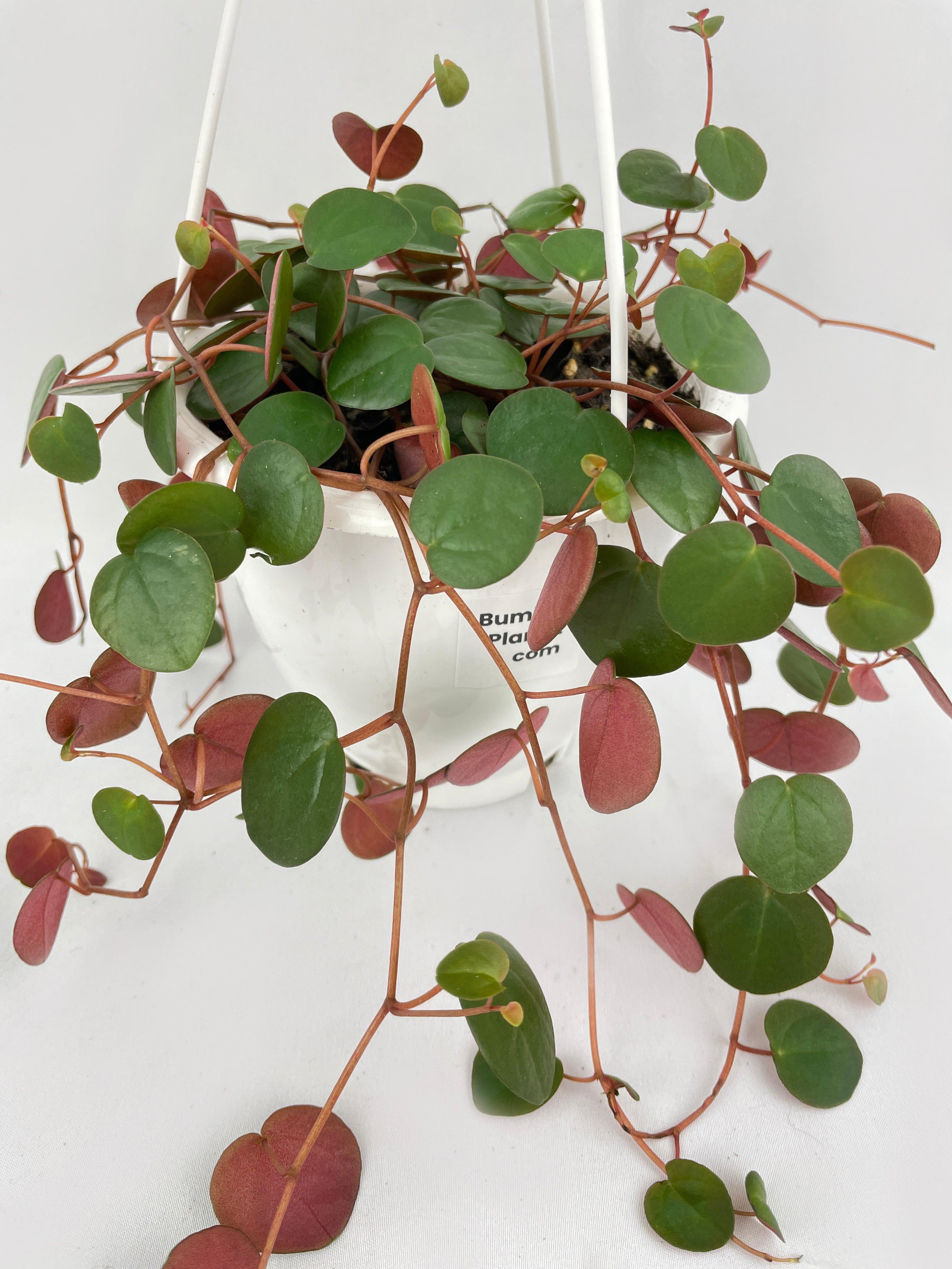 Peperomia Ruby Cascade