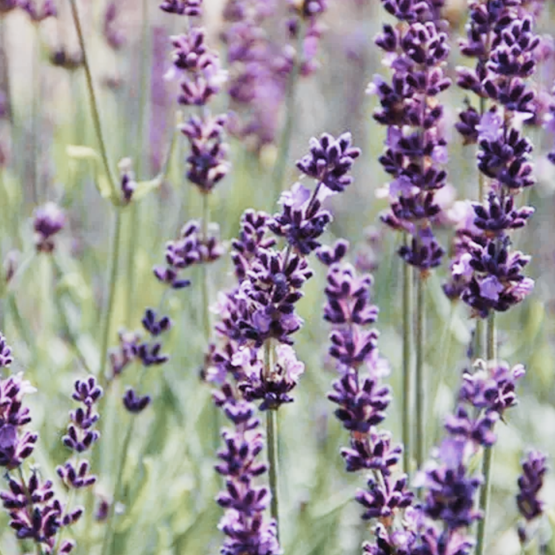 Phenomenal Lavender Plant