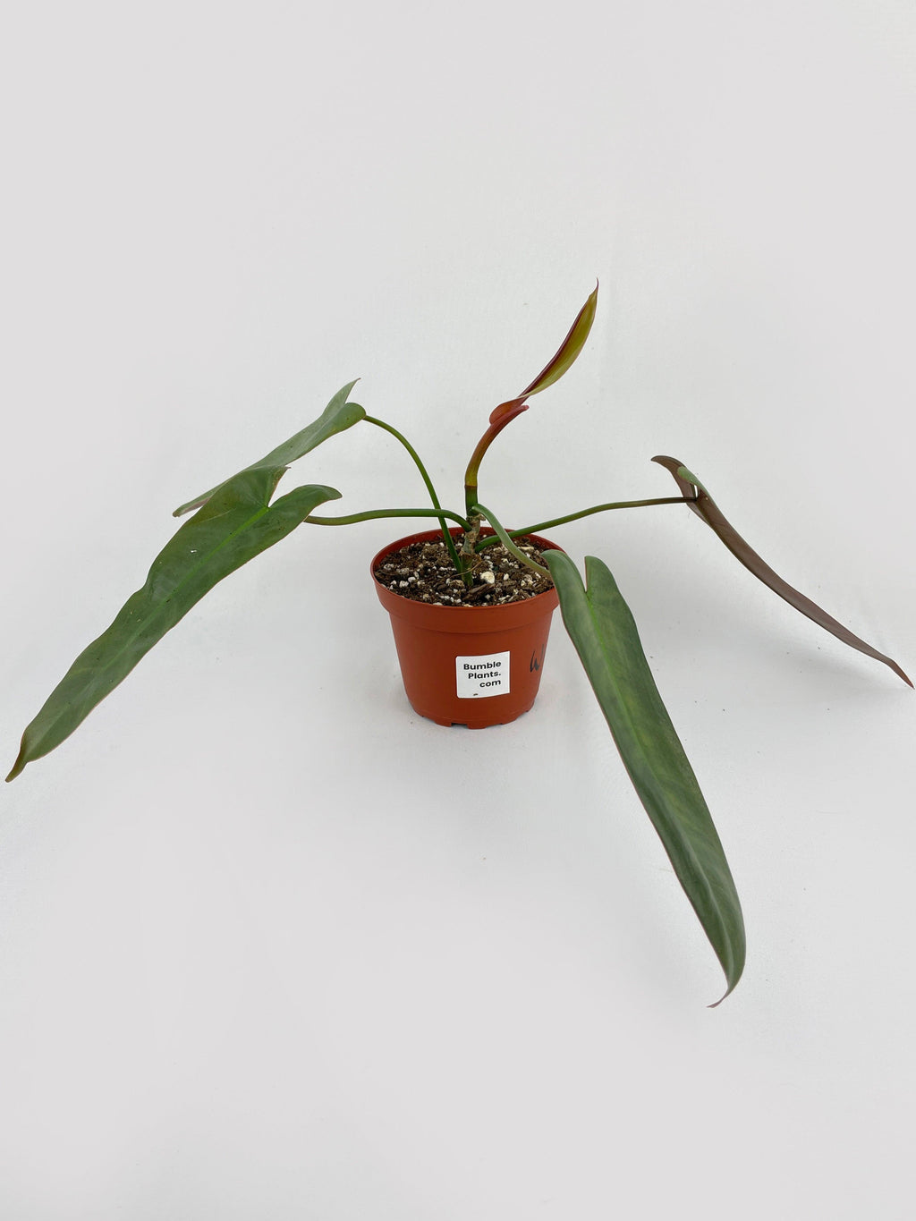 Philodendron Atabapoense