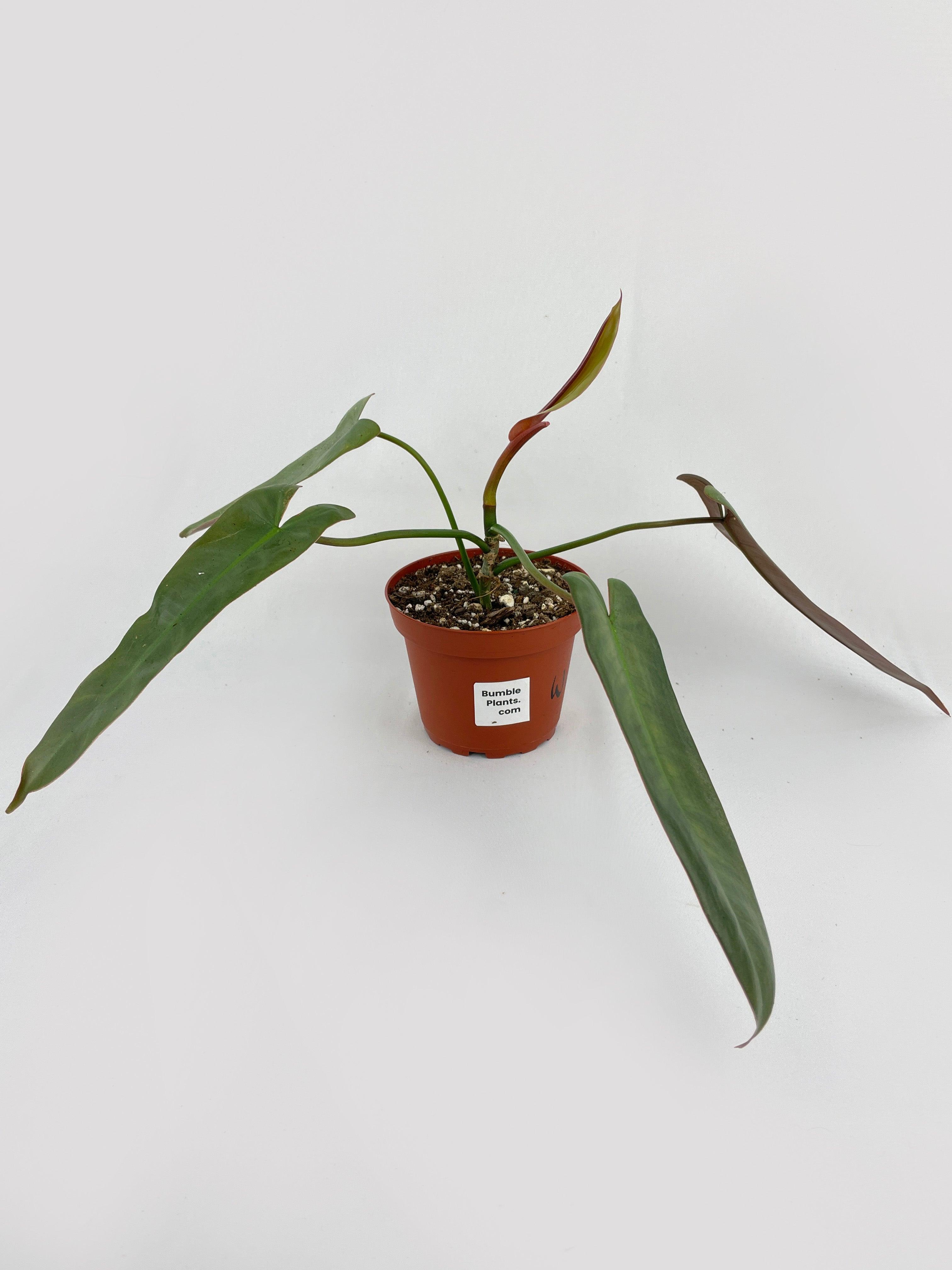 Philodendron Atabapoense