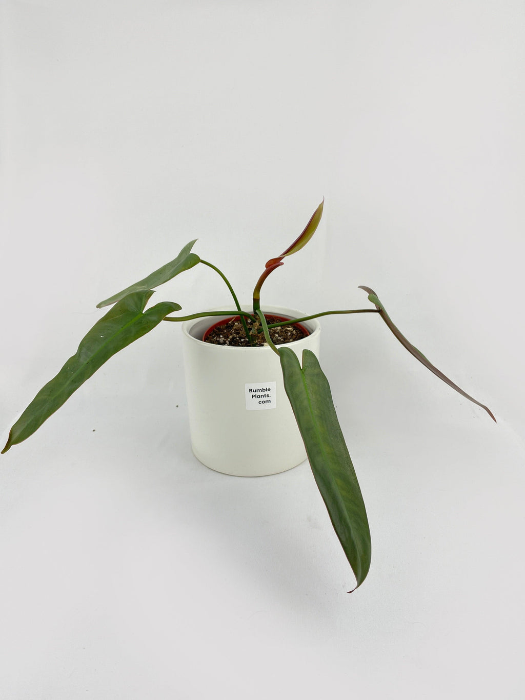 Philodendron Atabapoense