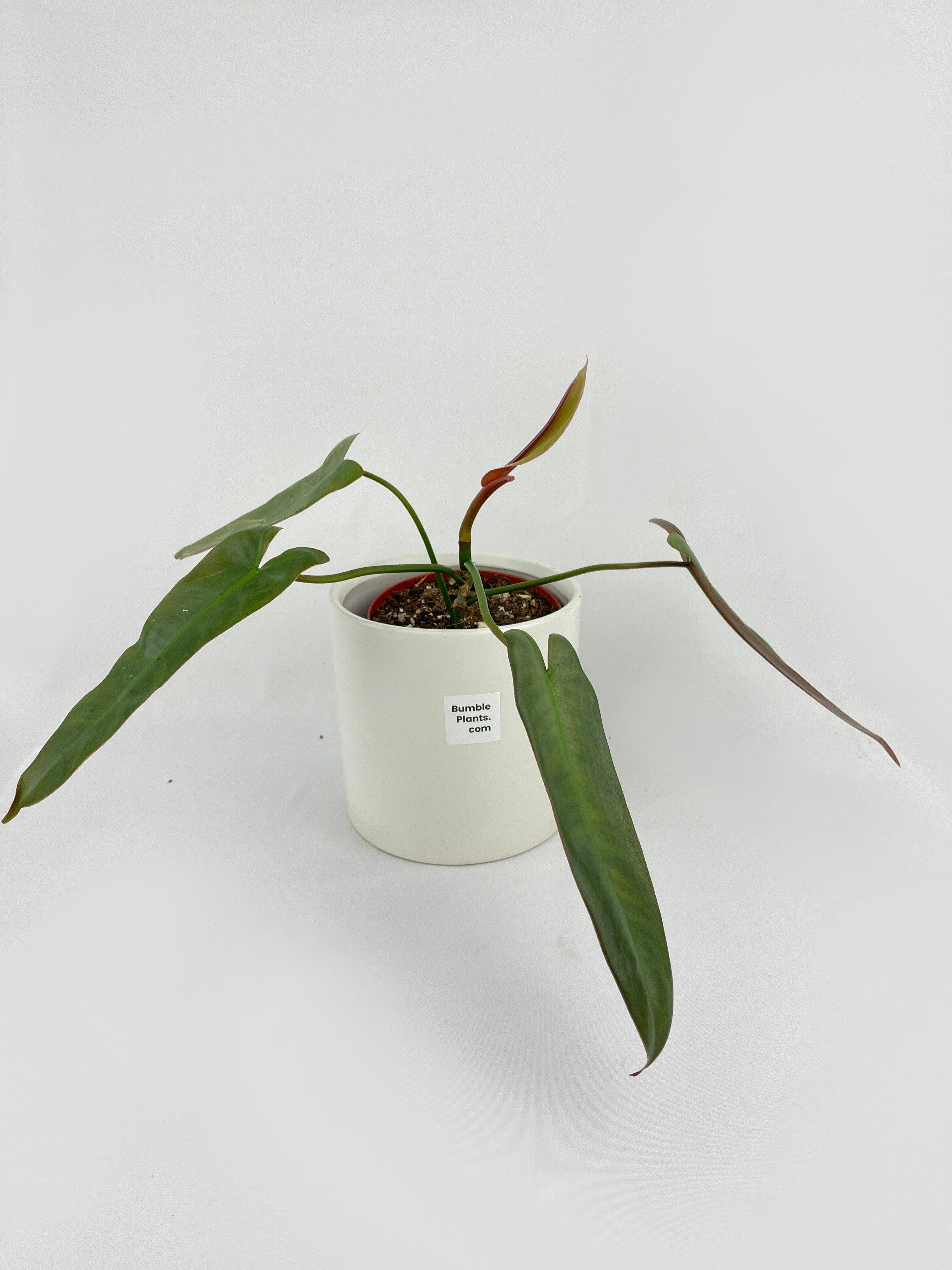 Philodendron Atabapoense