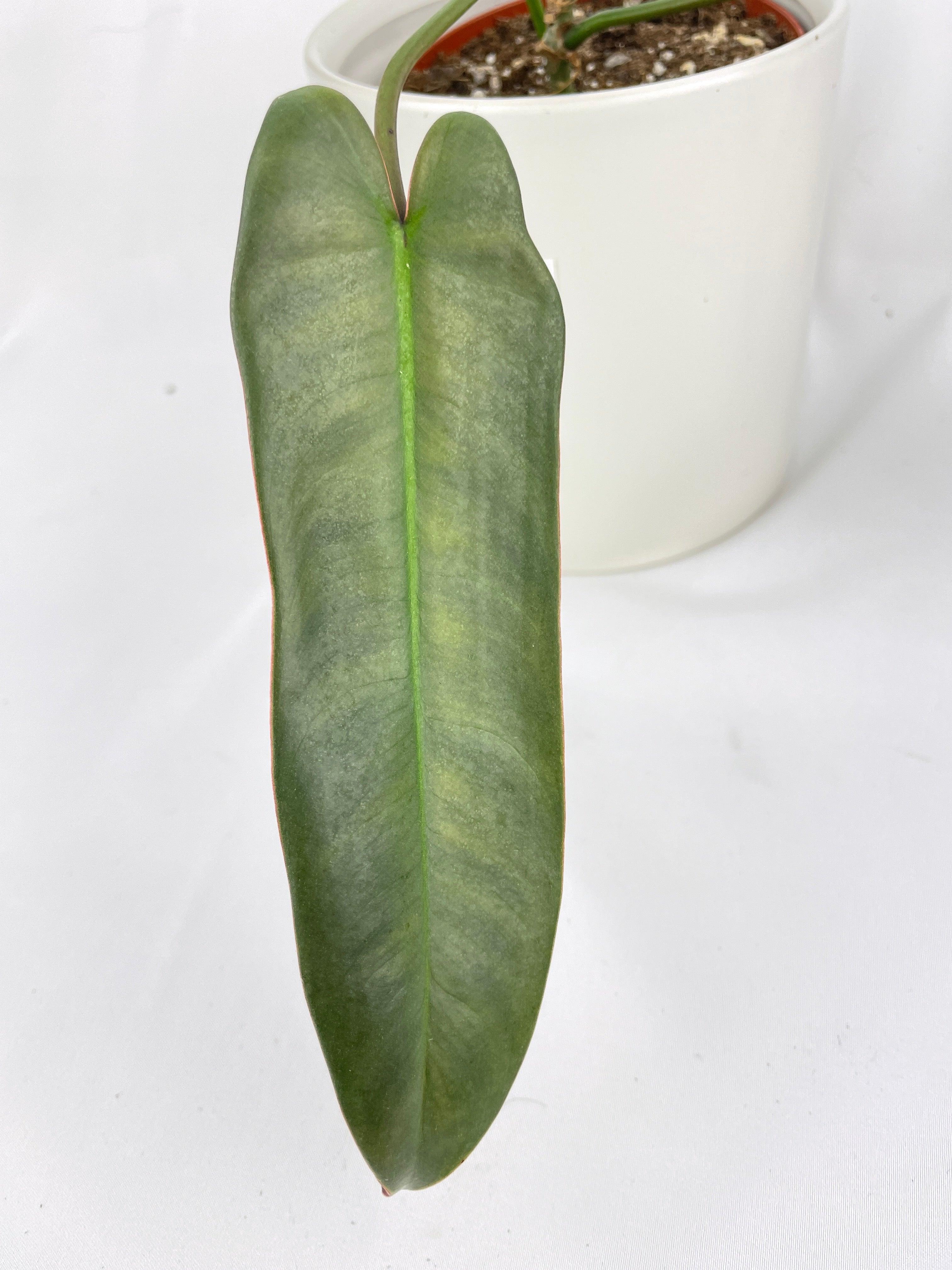 Philodendron Atabapoense