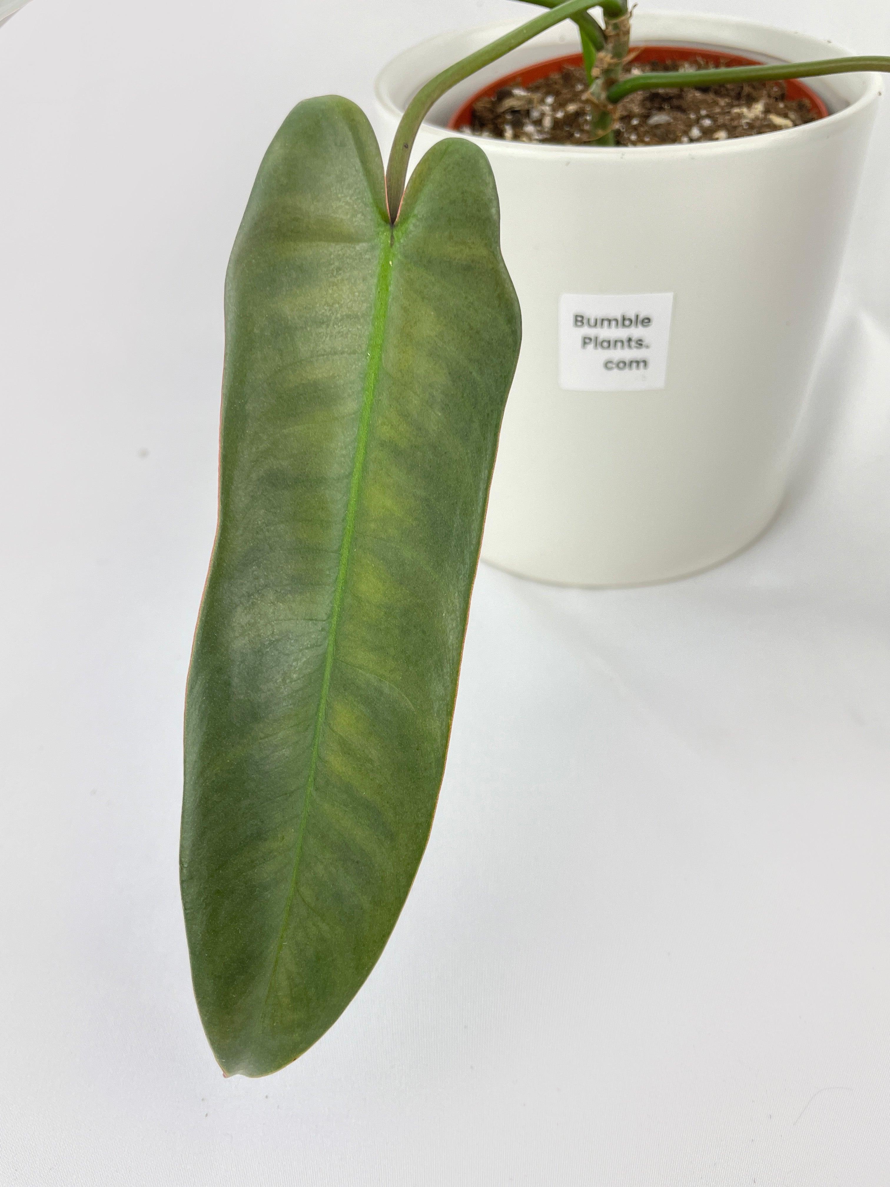 Philodendron Atabapoense