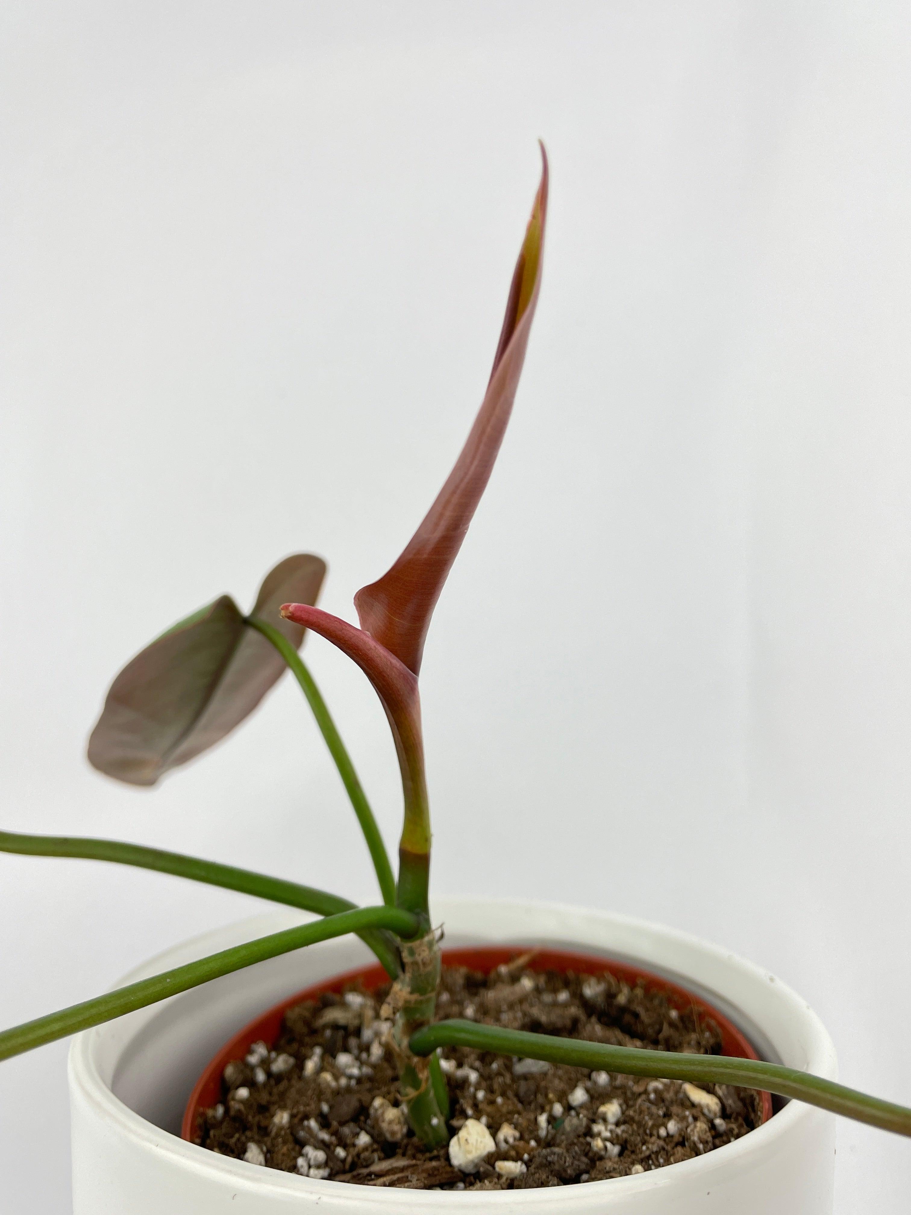 Philodendron Atabapoense