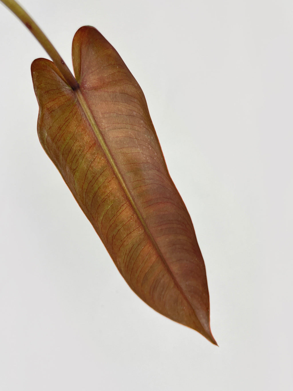 Philodendron Atabapoense