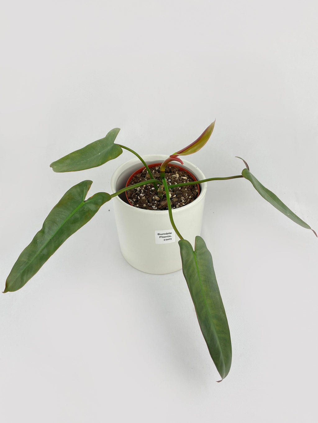 Philodendron Atabapoense