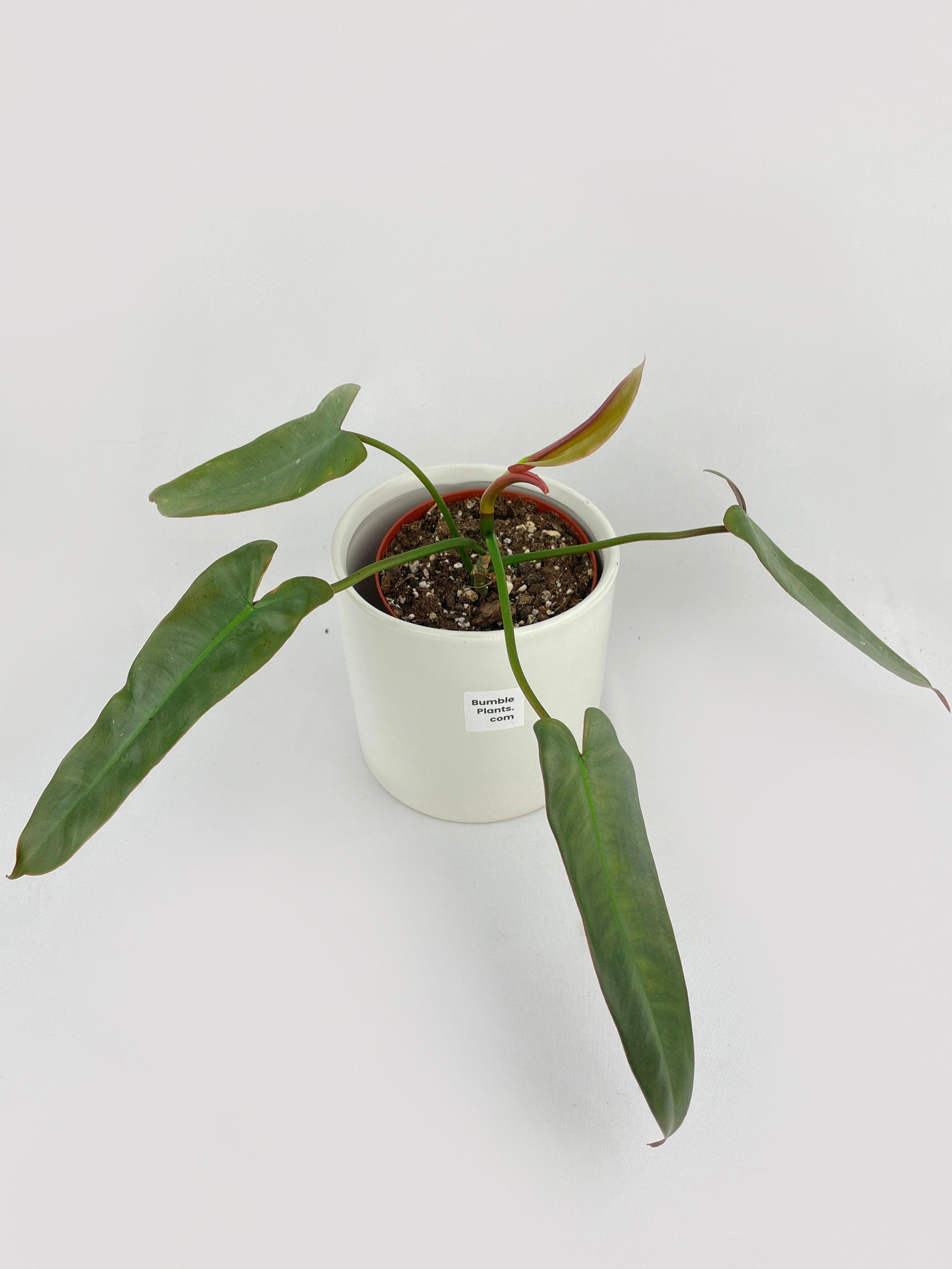 Philodendron Atabapoense