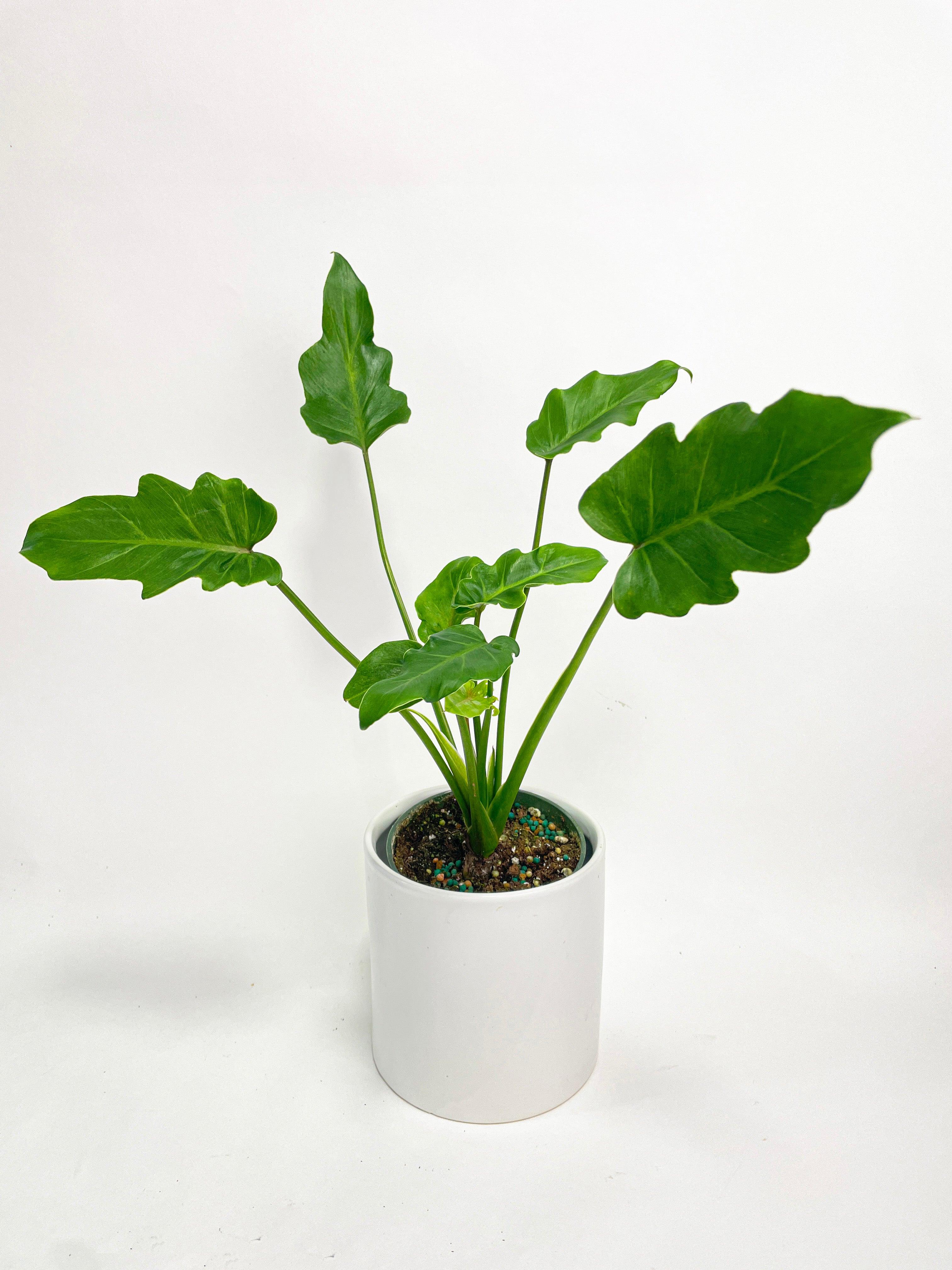 Philodendron Bipinnatifidum Shangri-La