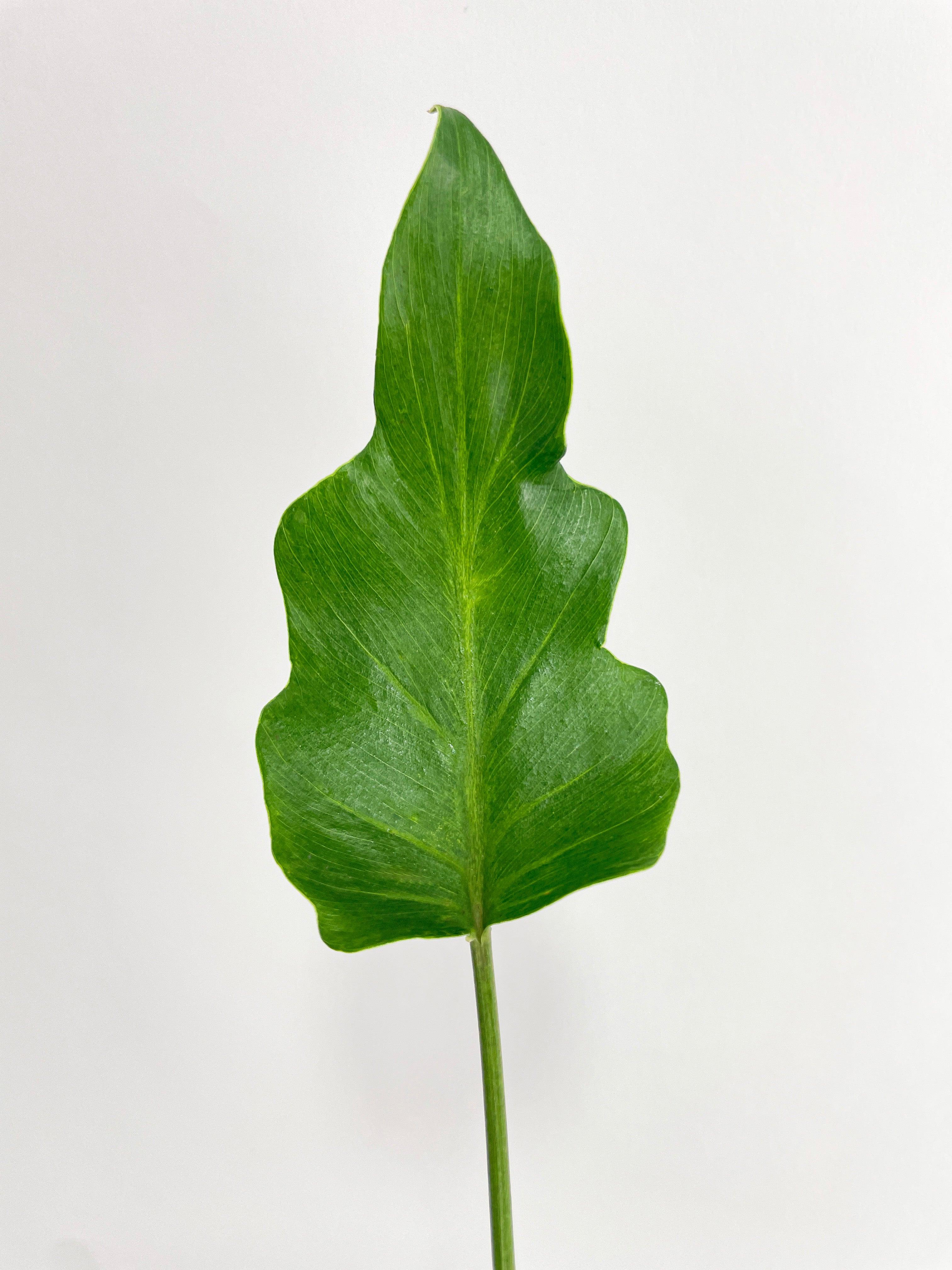 Philodendron Bipinnatifidum Shangri-La