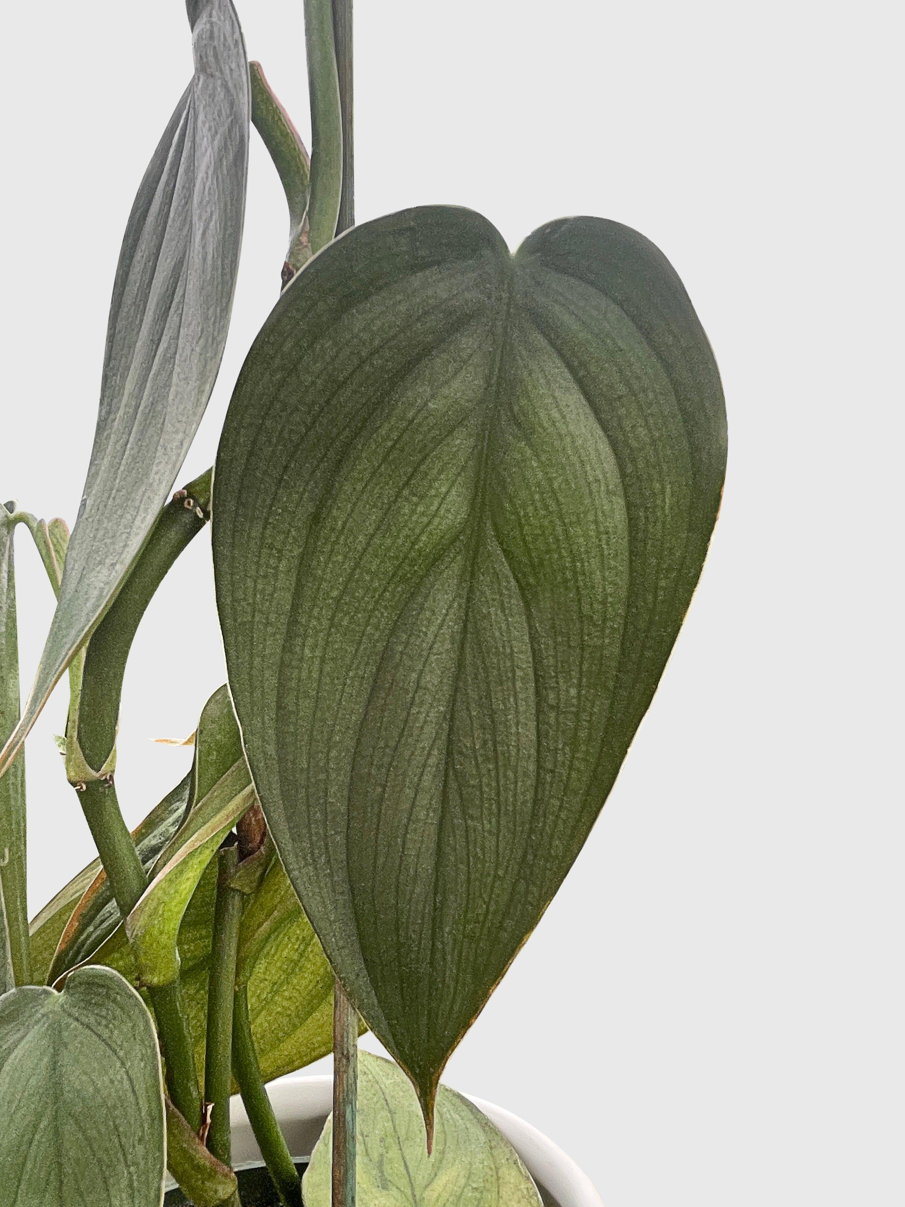 Philodendron Burle Marx Fantasy