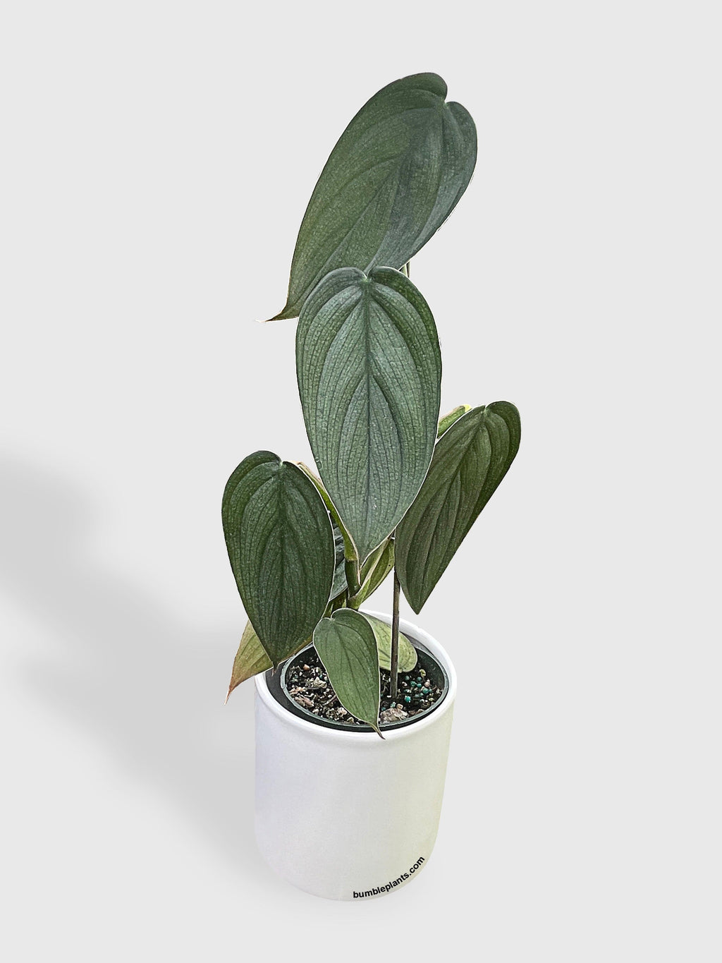 Philodendron Burle Marx Fantasy