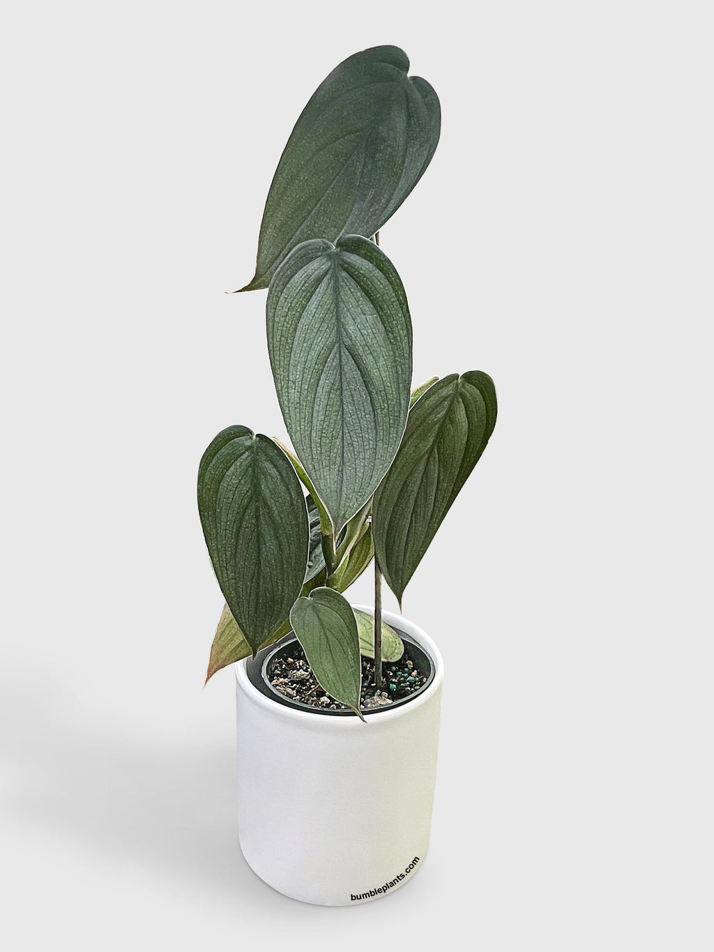 Philodendron Burle Marx Fantasy