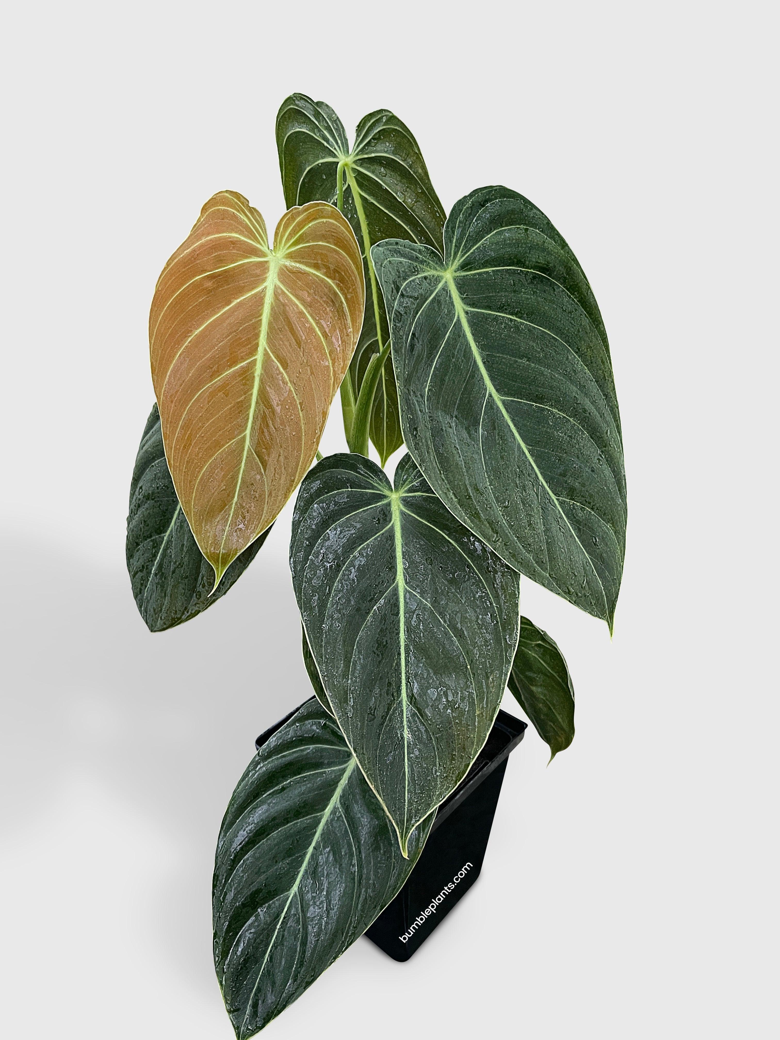 Philodendron Melanochrysum 'Melano'