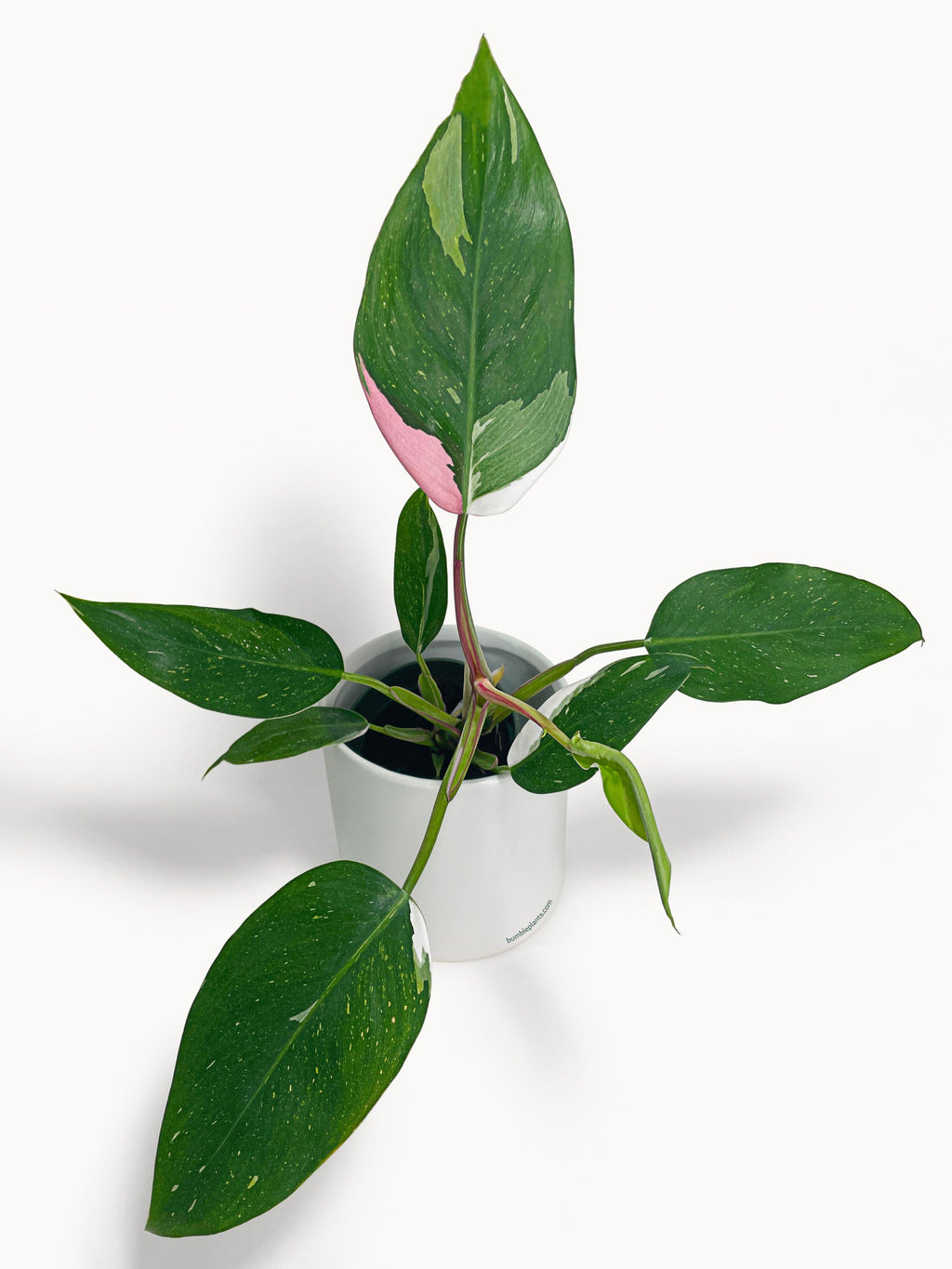 Philodendron White Princess Pink 'Tricolor' Variegata