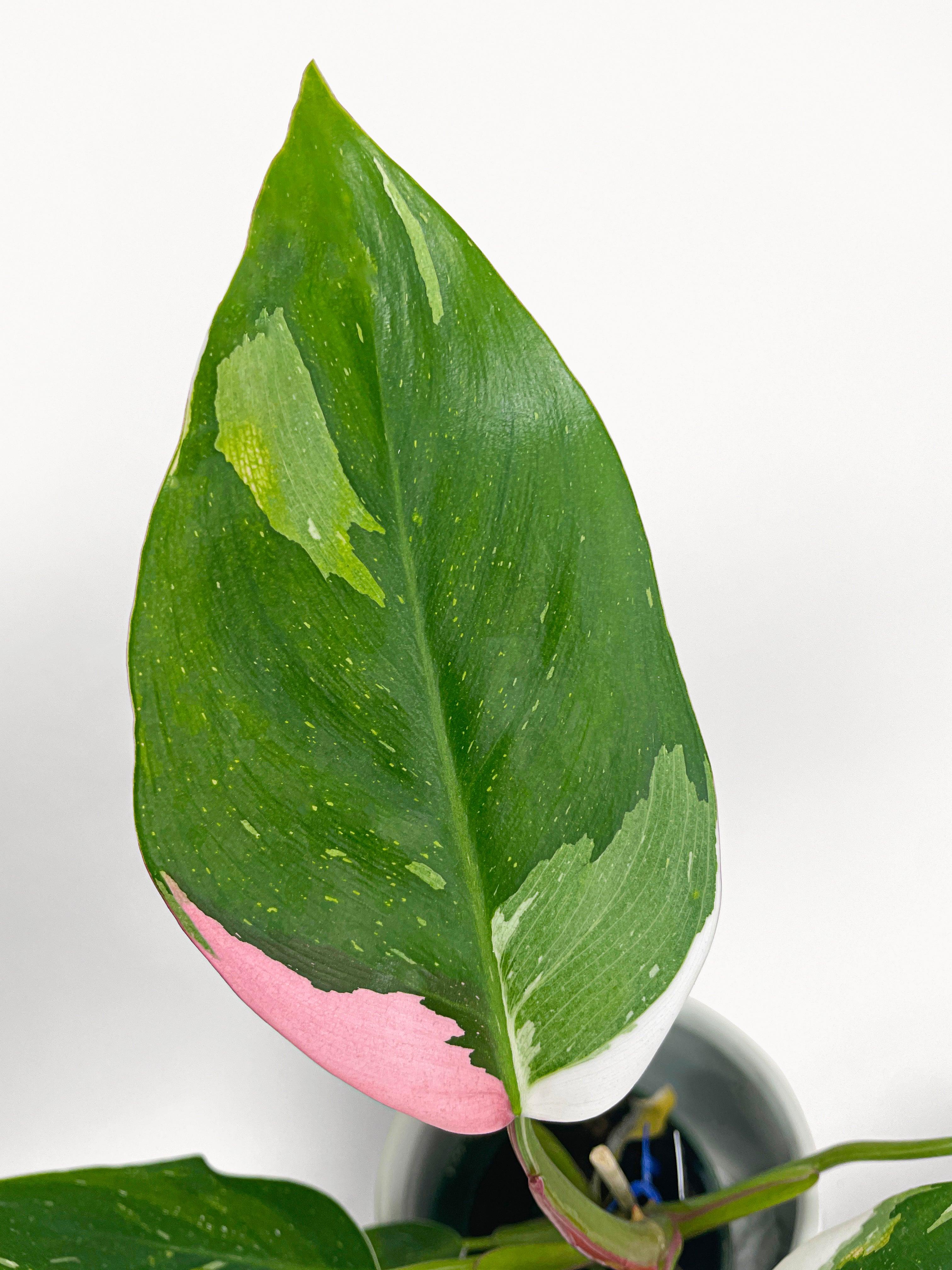 Philodendron White Princess Pink 'Tricolor' Variegata
