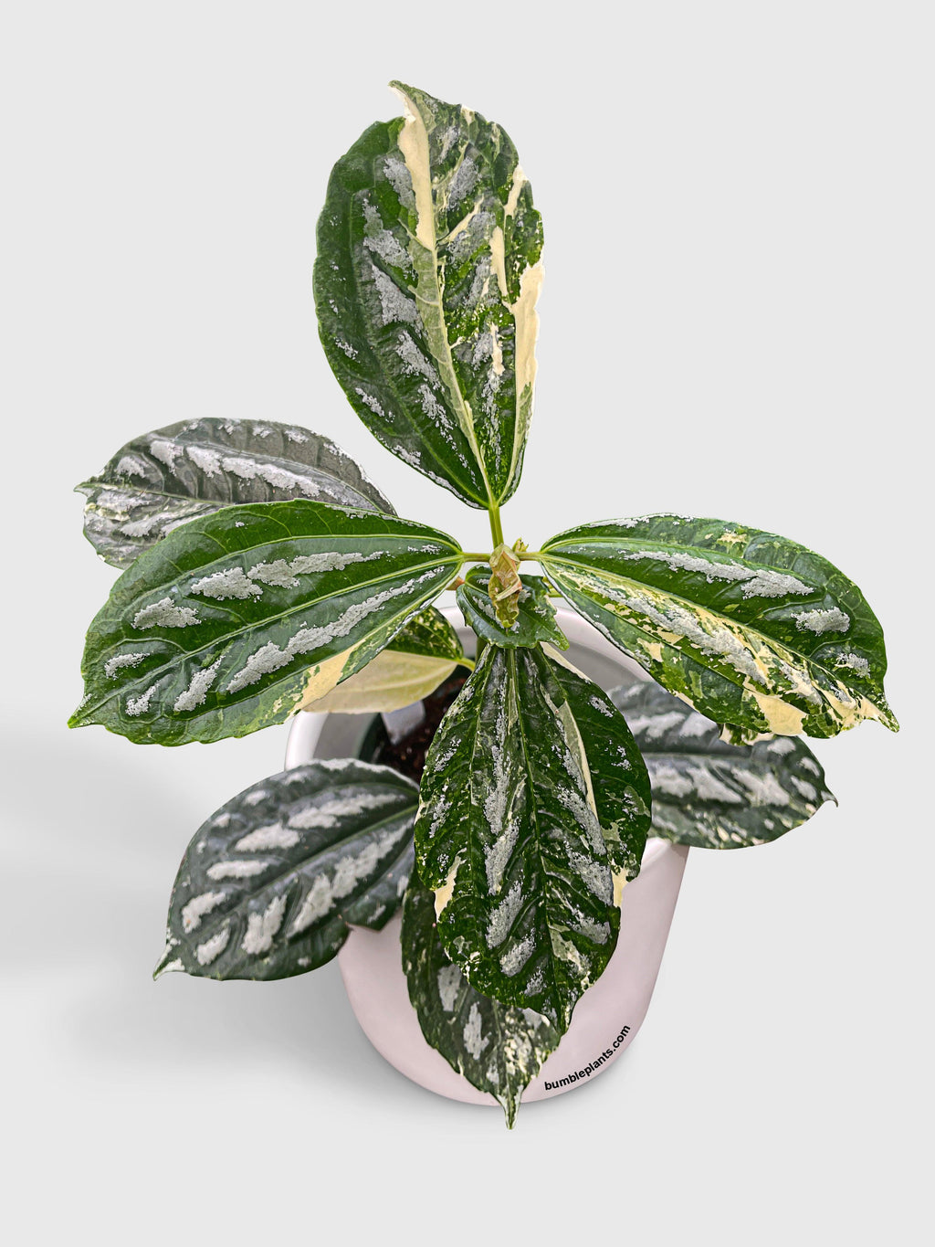 Variegated Pilea Cadierei Aluminium