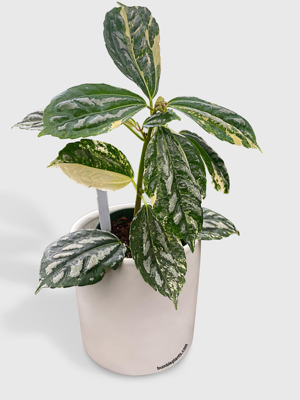 Variegated Pilea Cadierei Aluminium