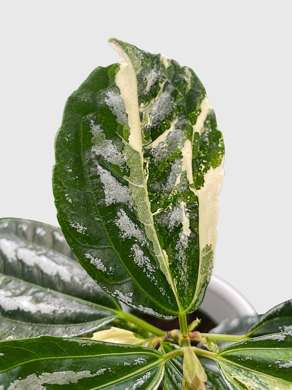 Variegated Pilea Cadierei Aluminium