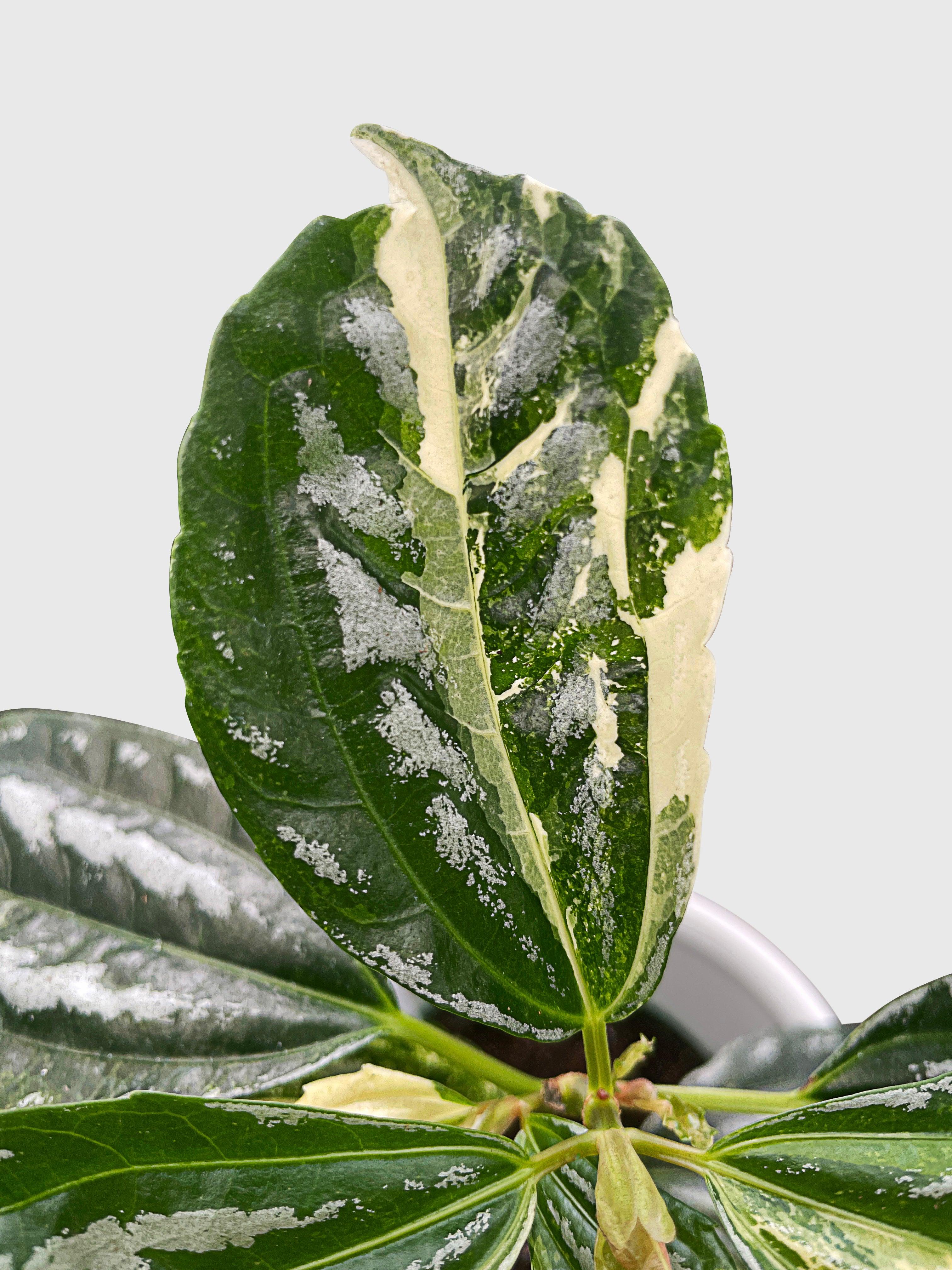 Variegated Pilea Cadierei Aluminium