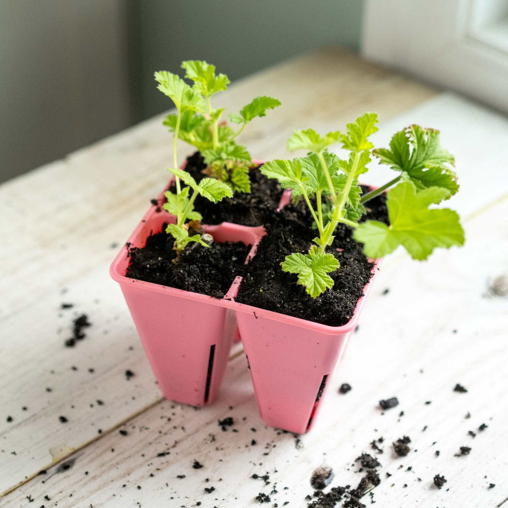 4 Cell Plug Tray Inserts