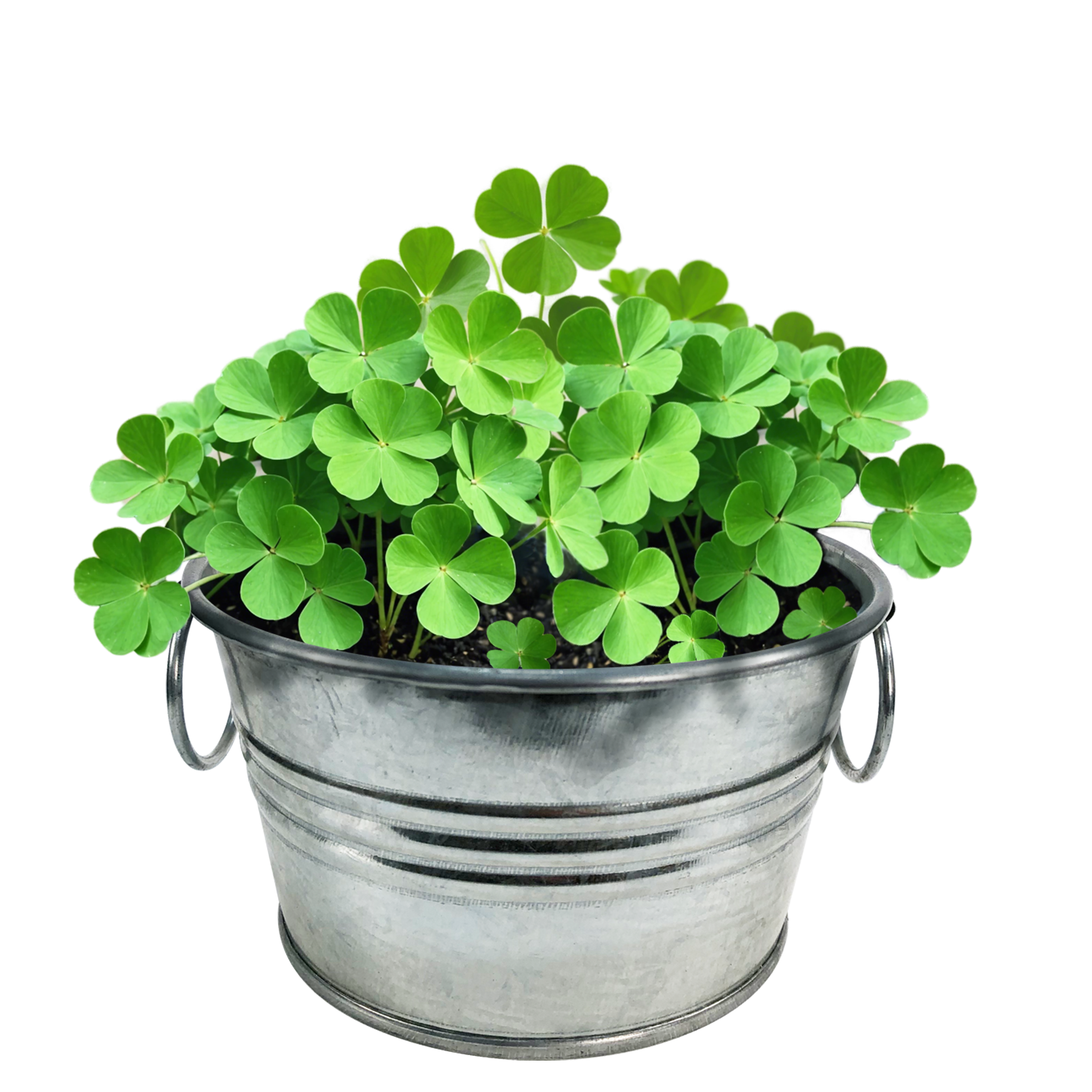 Pot O' Good Luck - Grow Your Own Shamrocks Multipack of 3