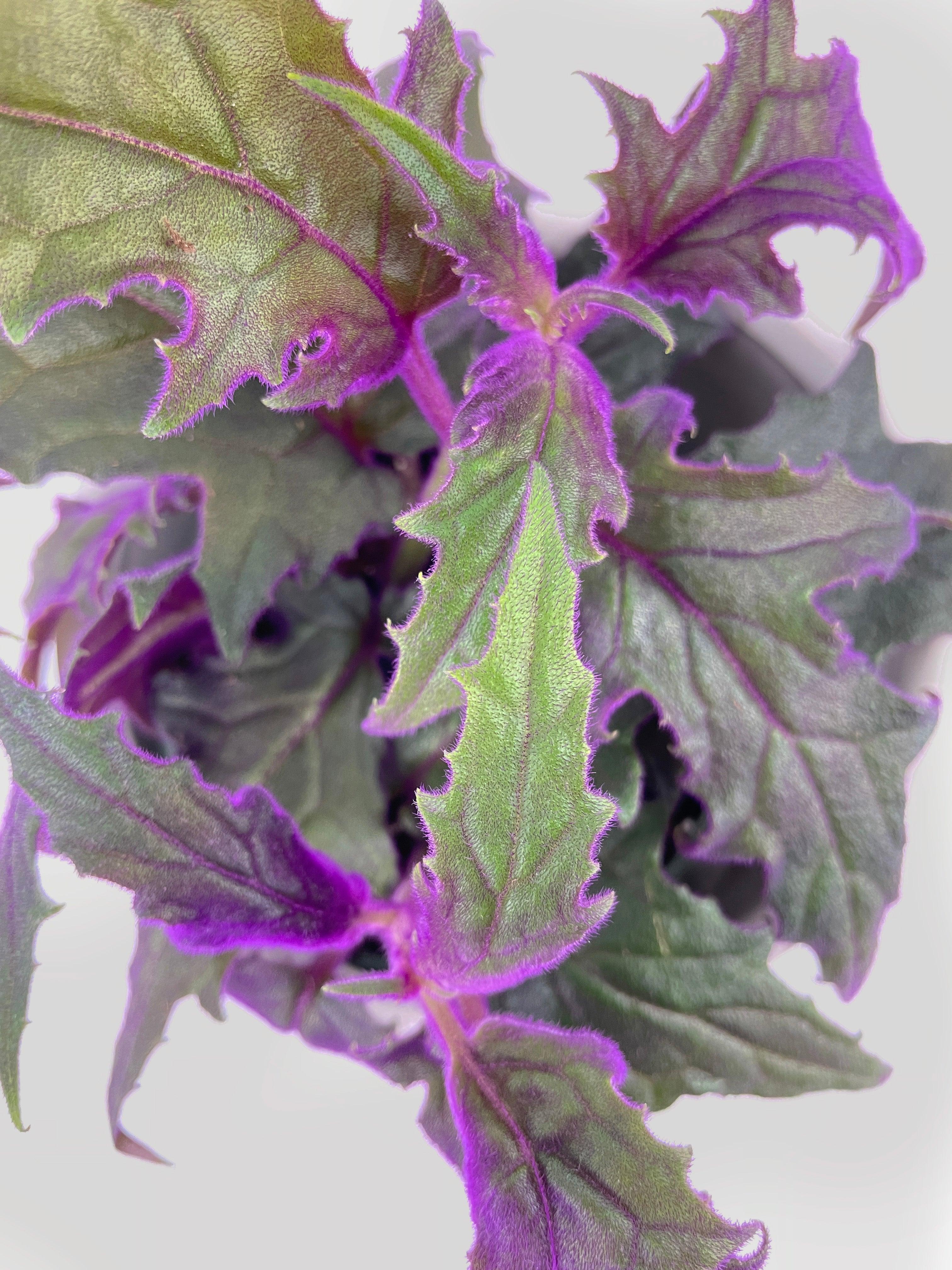 Purple Passion (Gynura Aurantiaca)