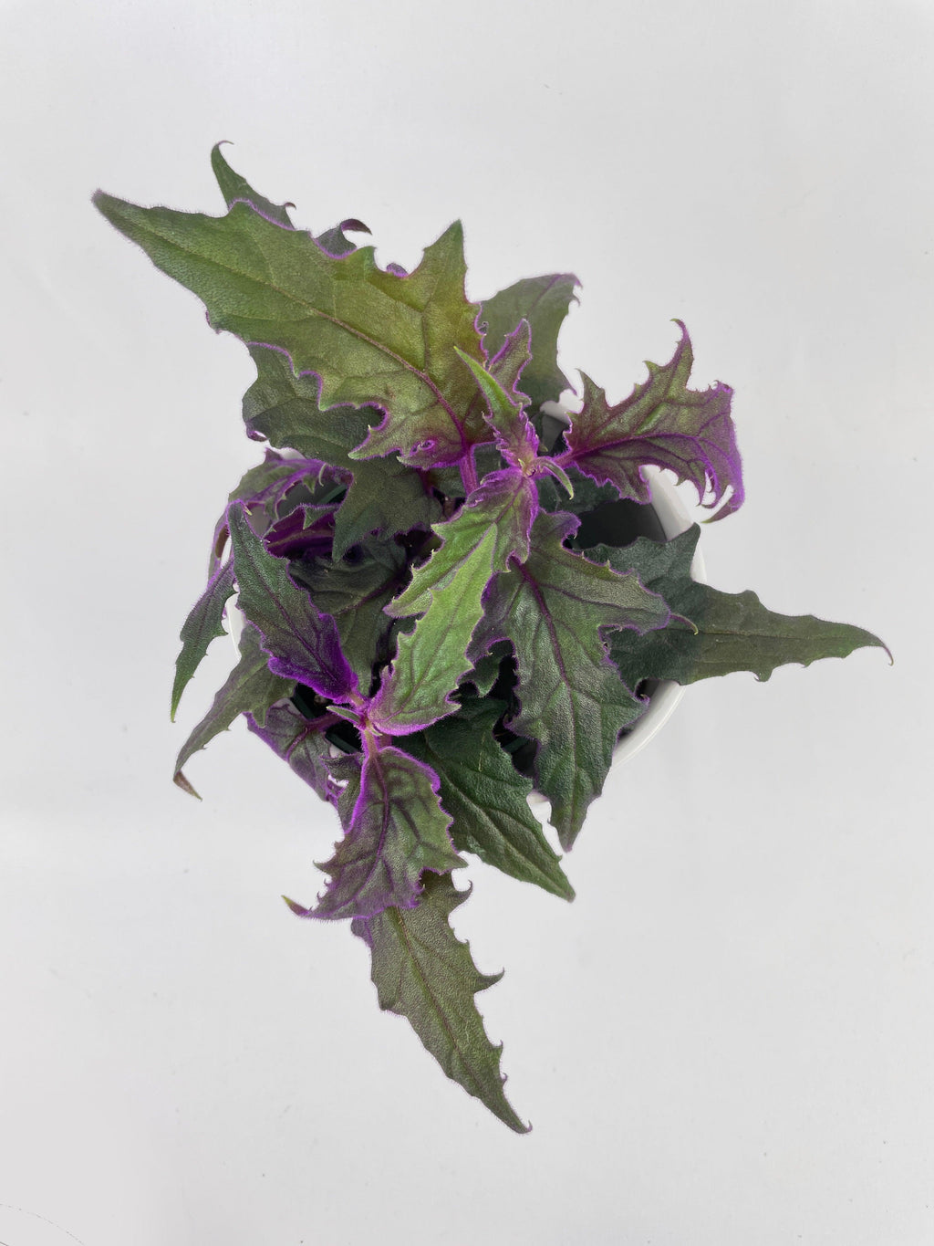 Purple Passion (Gynura Aurantiaca)