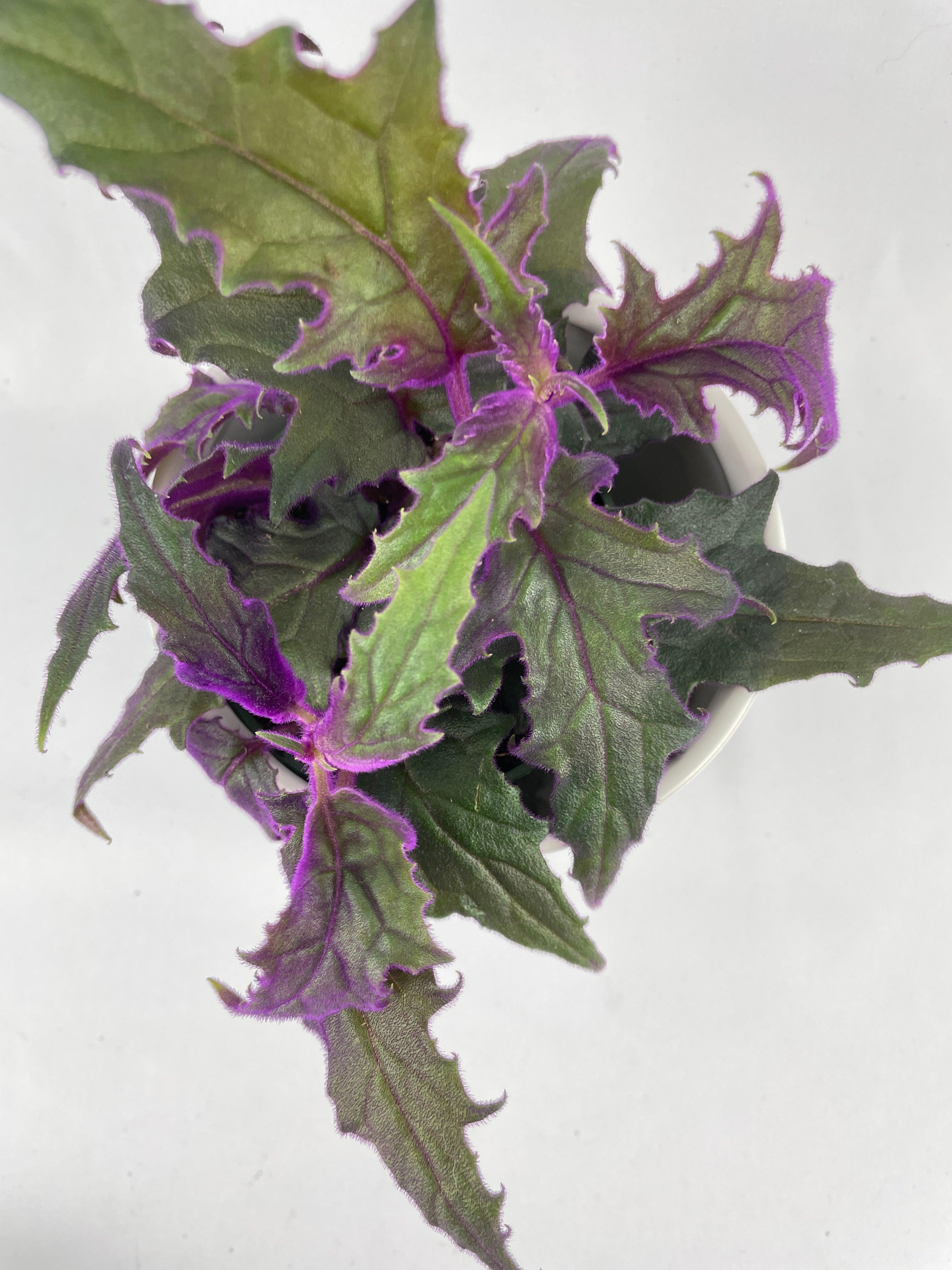 Purple Passion (Gynura Aurantiaca)