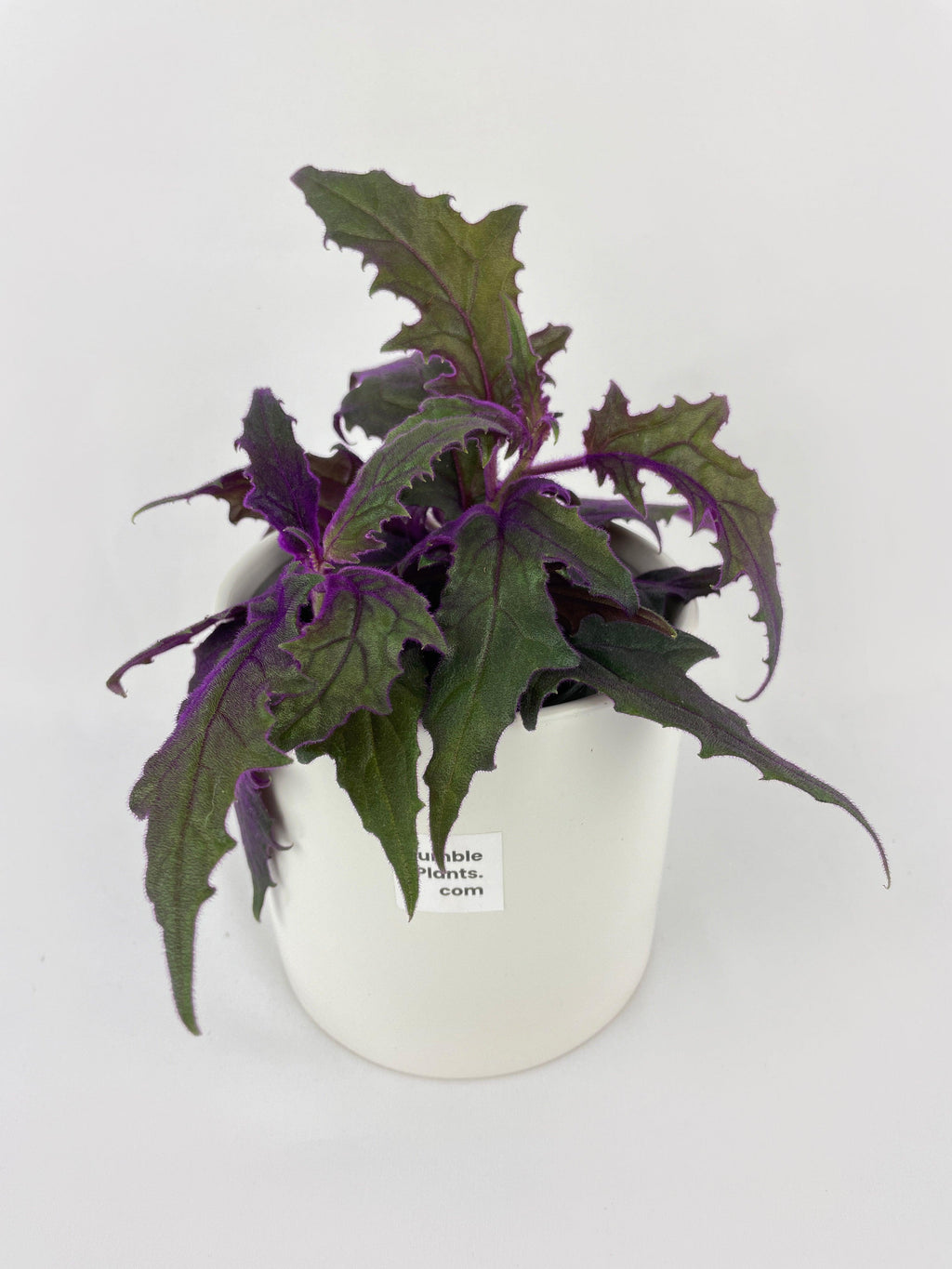 Purple Passion (Gynura Aurantiaca)