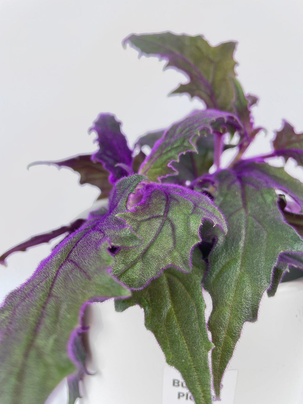 Purple Passion (Gynura Aurantiaca)