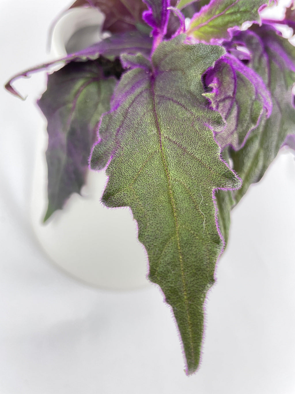 Purple Passion (Gynura Aurantiaca)