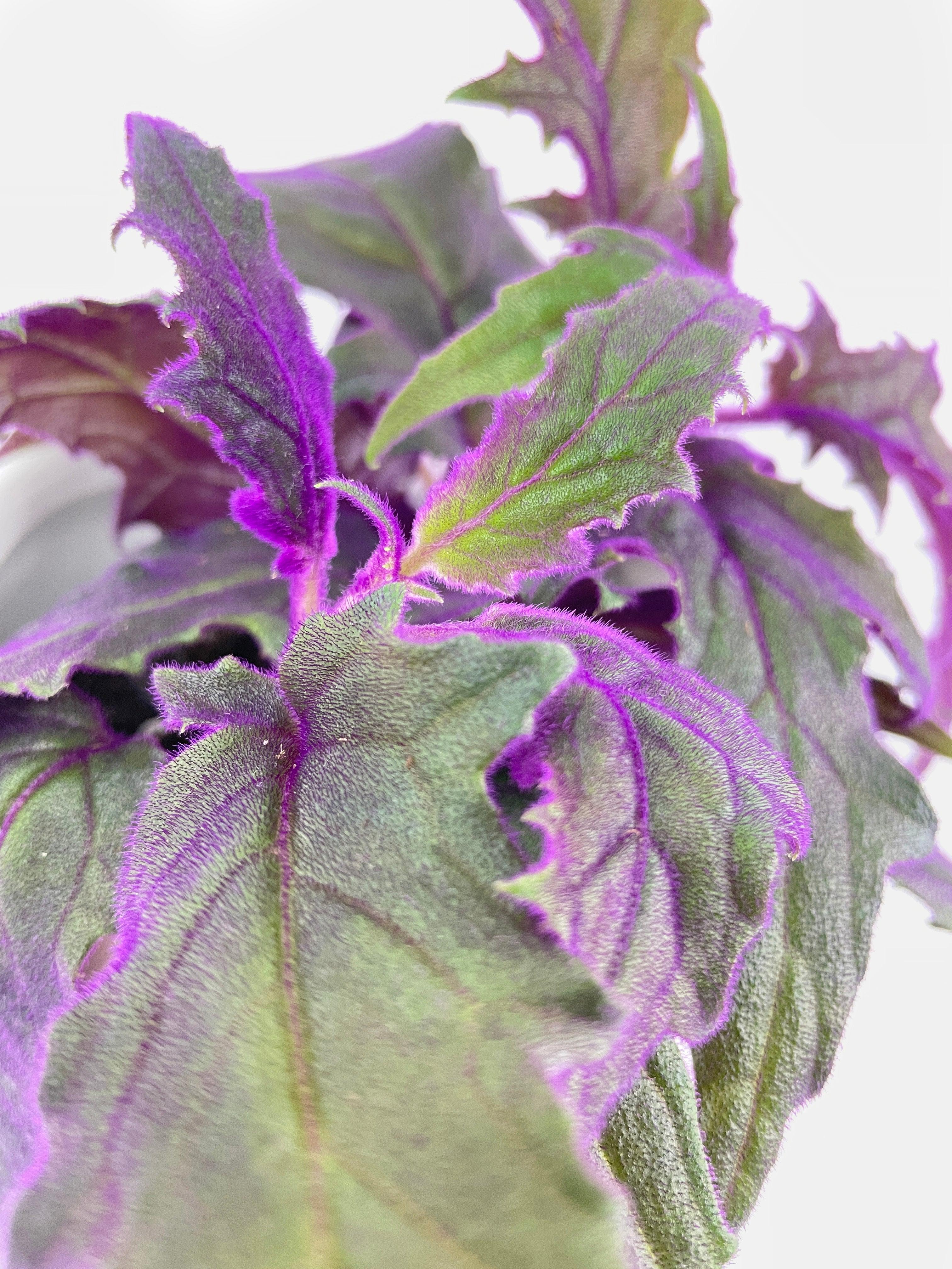 Purple Passion (Gynura Aurantiaca)