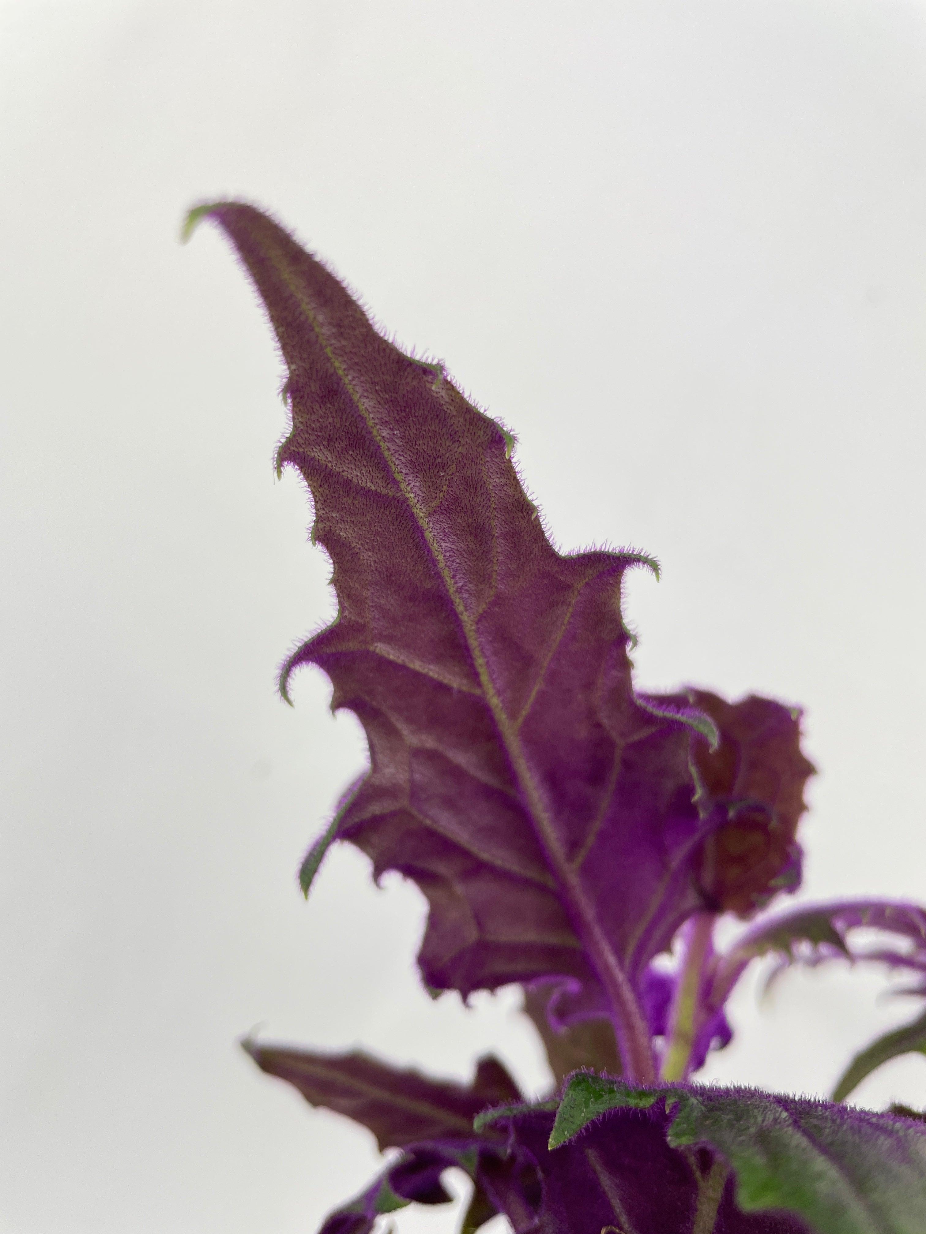 Purple Passion (Gynura Aurantiaca)