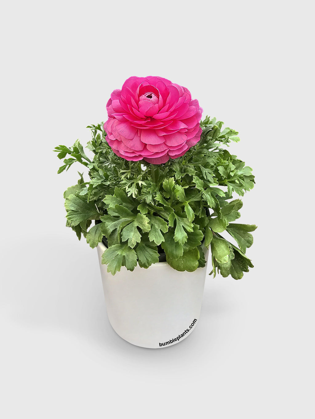 Ranunculus Flower Blooming Plant