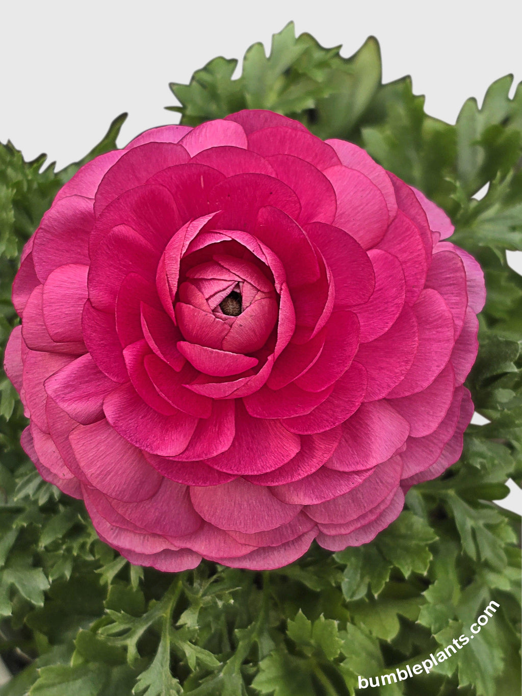 Ranunculus Flower Blooming Plant