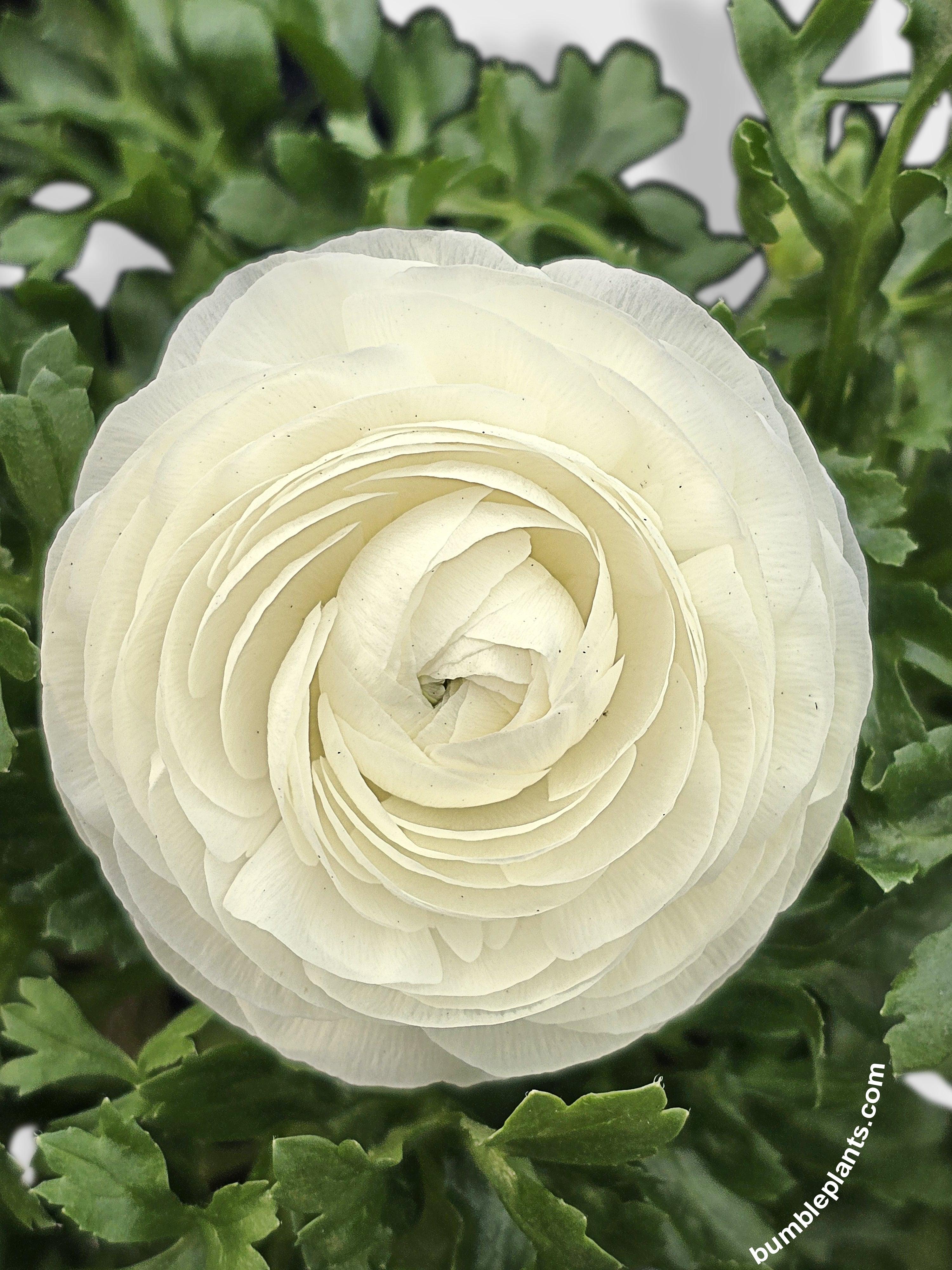 Ranunculus Flower Blooming Plant