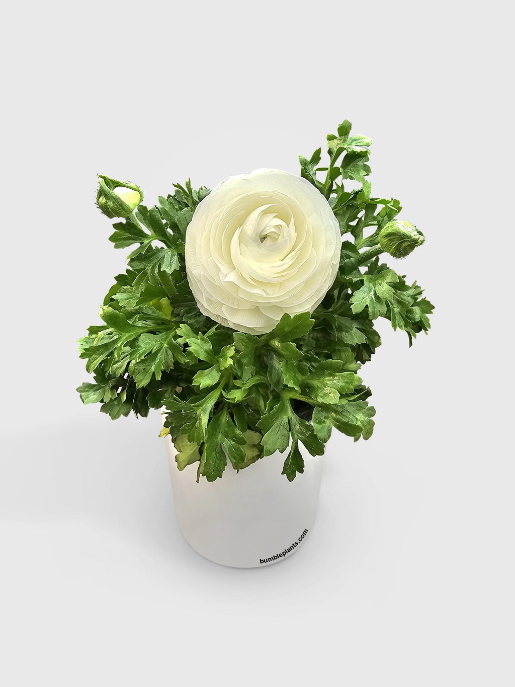 Ranunculus Flower Blooming Plant