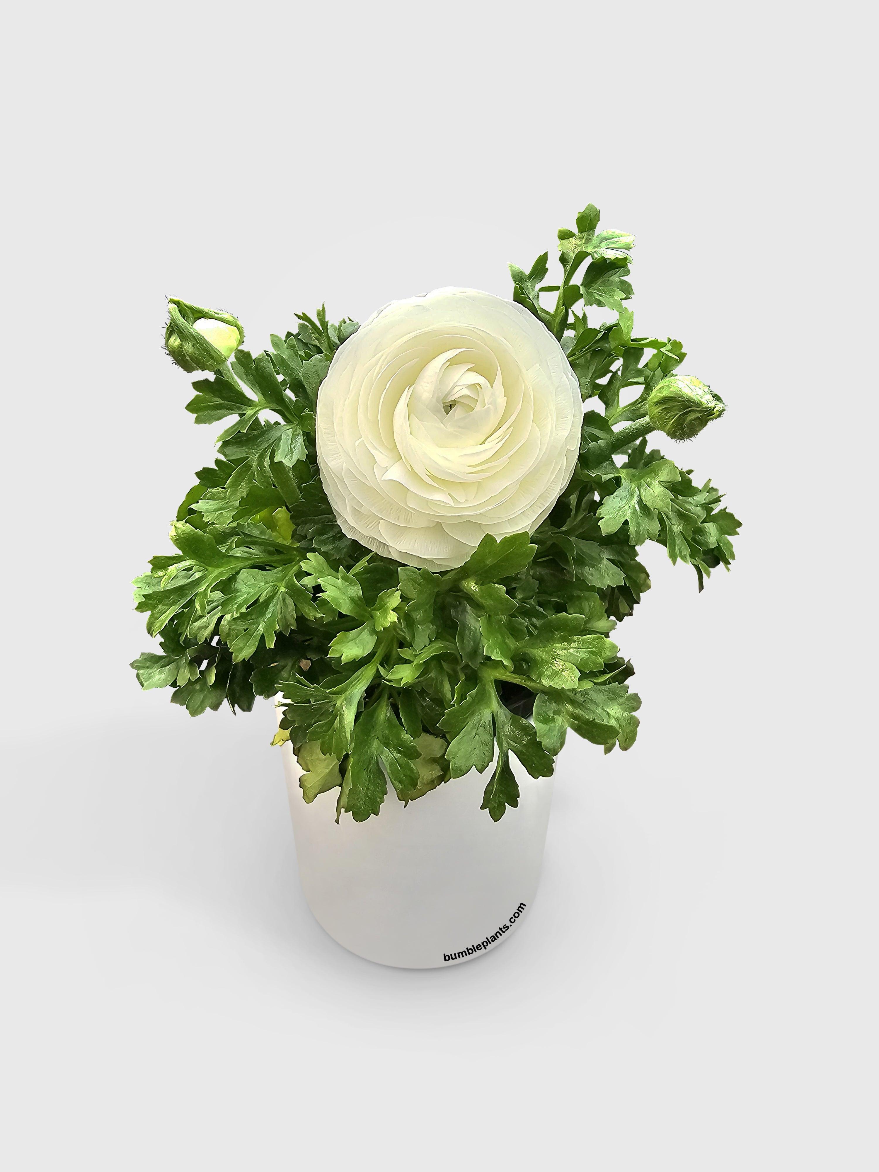 Ranunculus Flower Blooming Plant