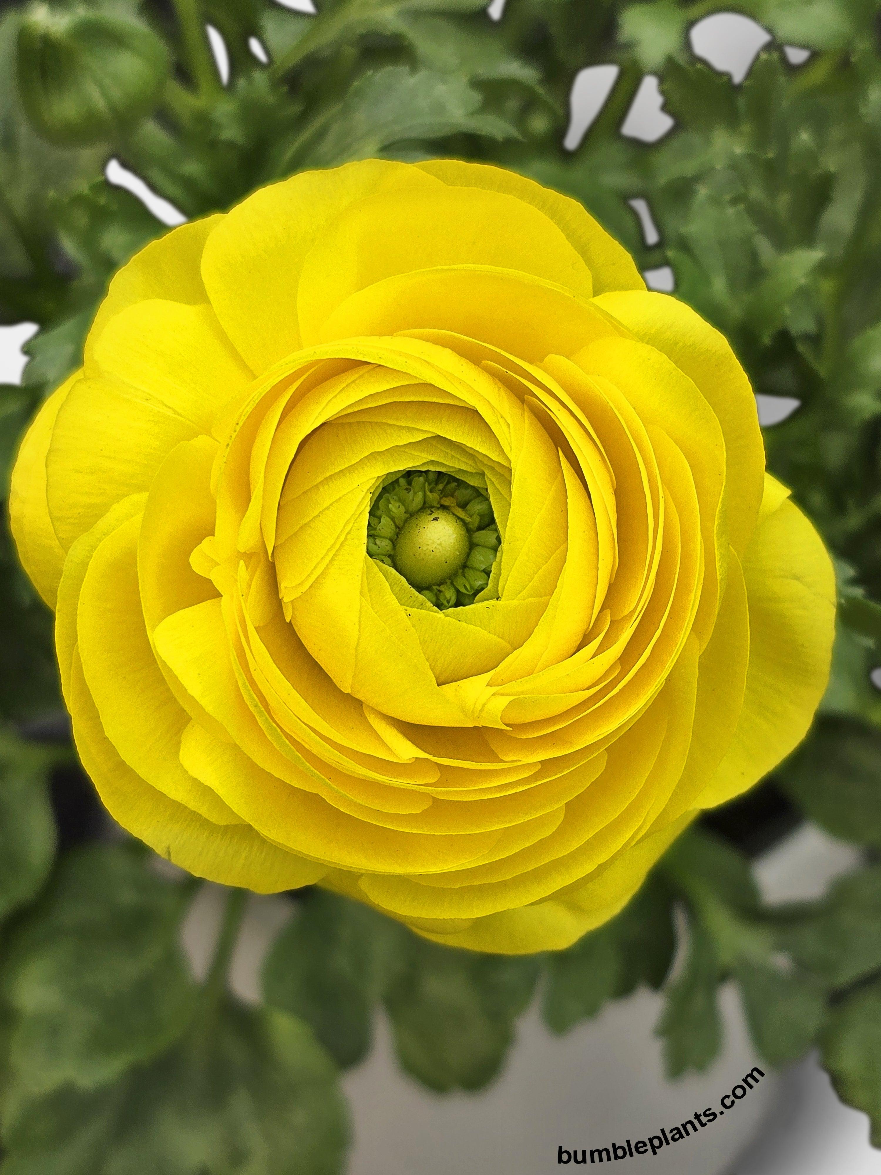 Ranunculus Flower Blooming Plant