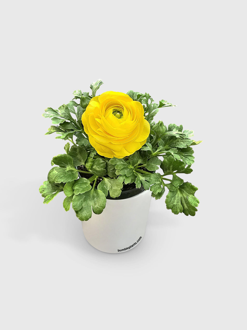 Ranunculus Flower Blooming Plant
