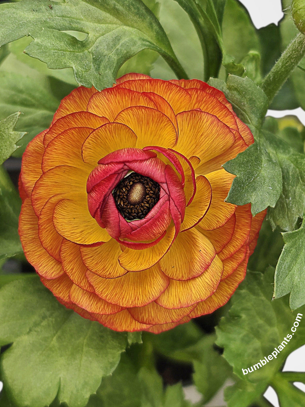 Ranunculus Flower Blooming Plant