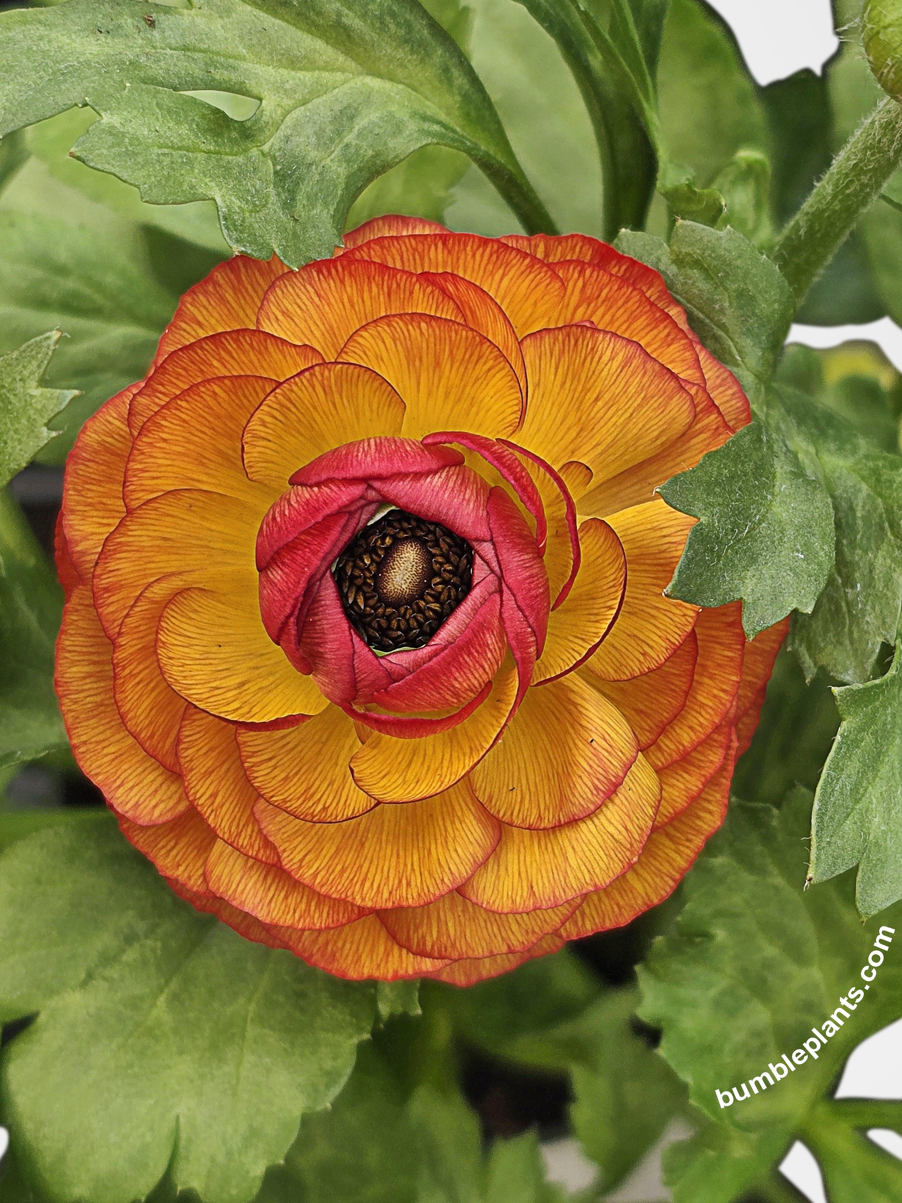 Ranunculus Flower Blooming Plant
