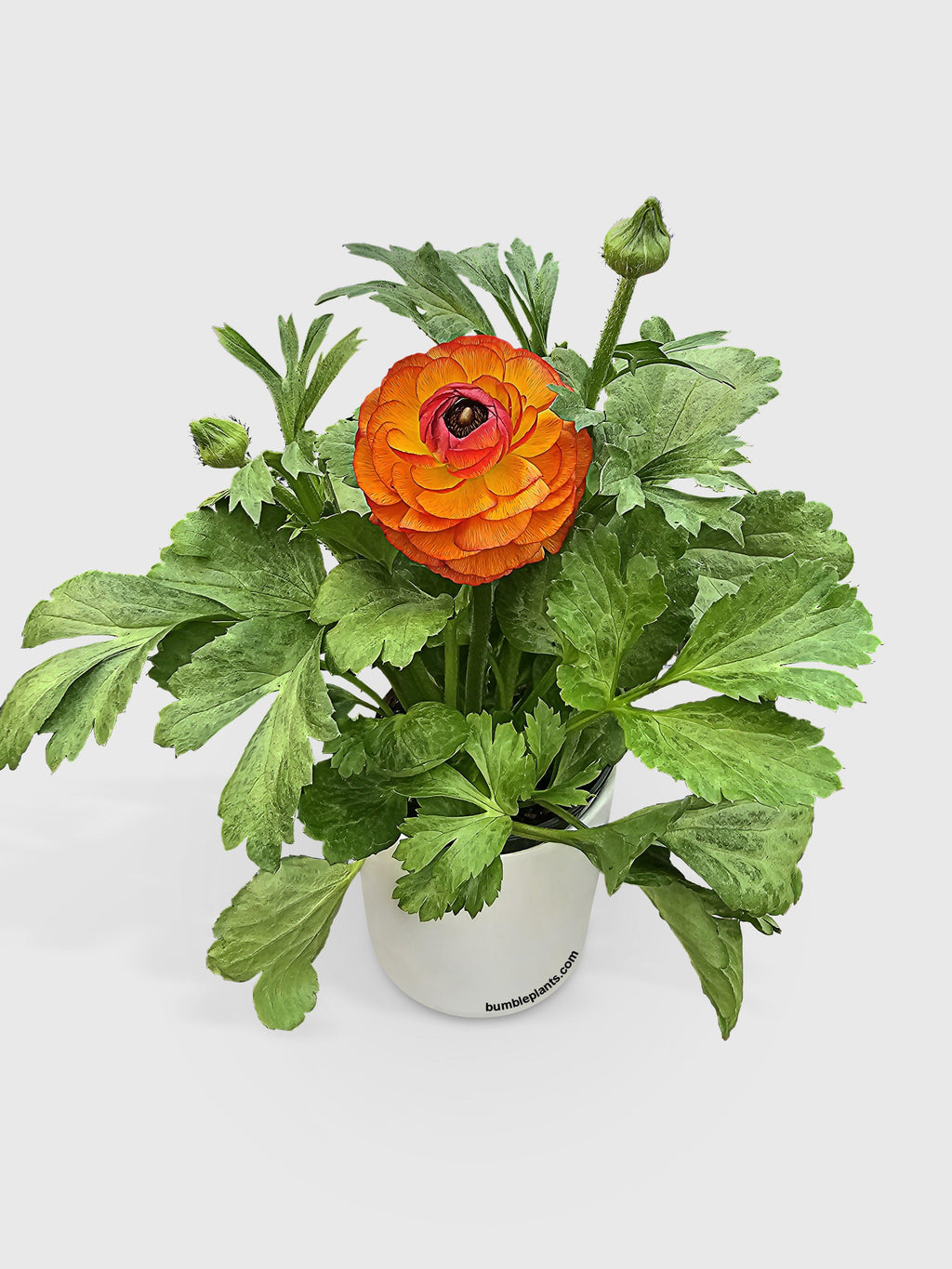 Ranunculus Flower Blooming Plant