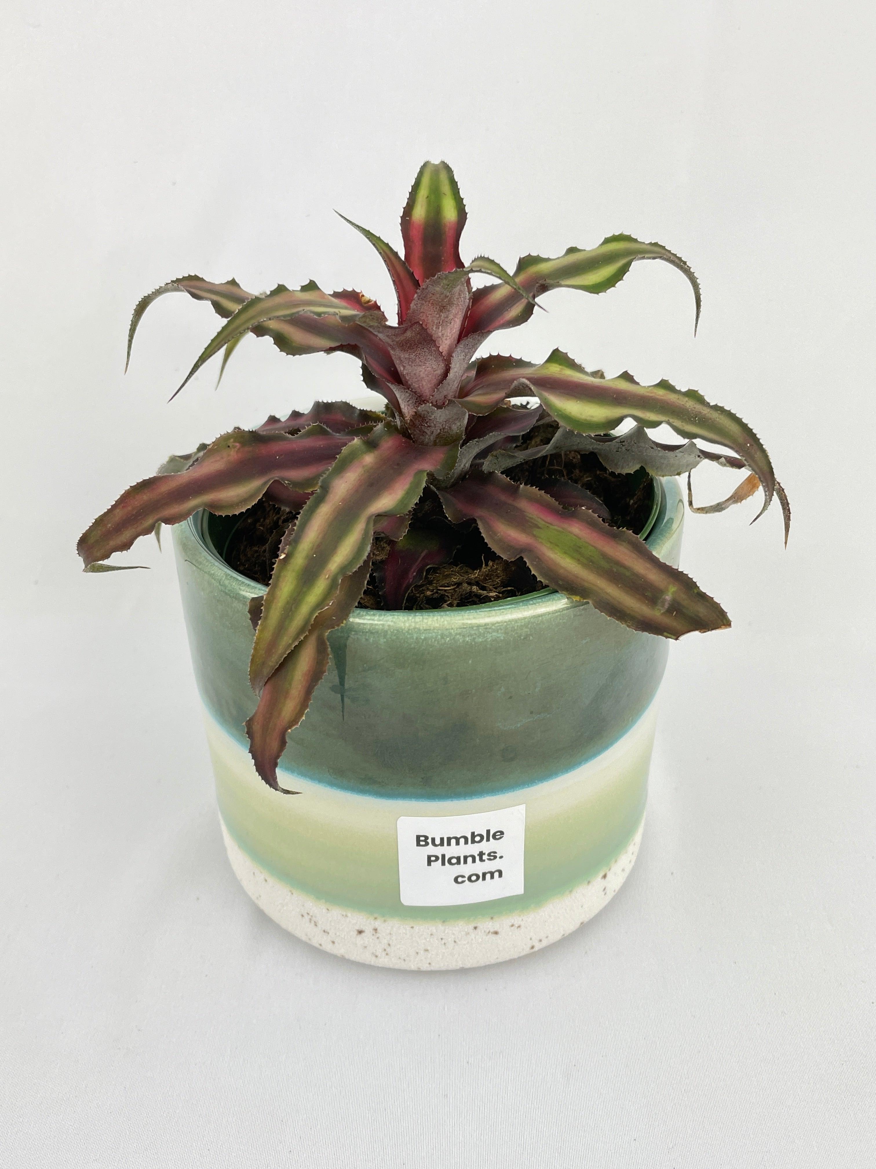 Red Star Bromeliad Cryptanthus Bivittatus