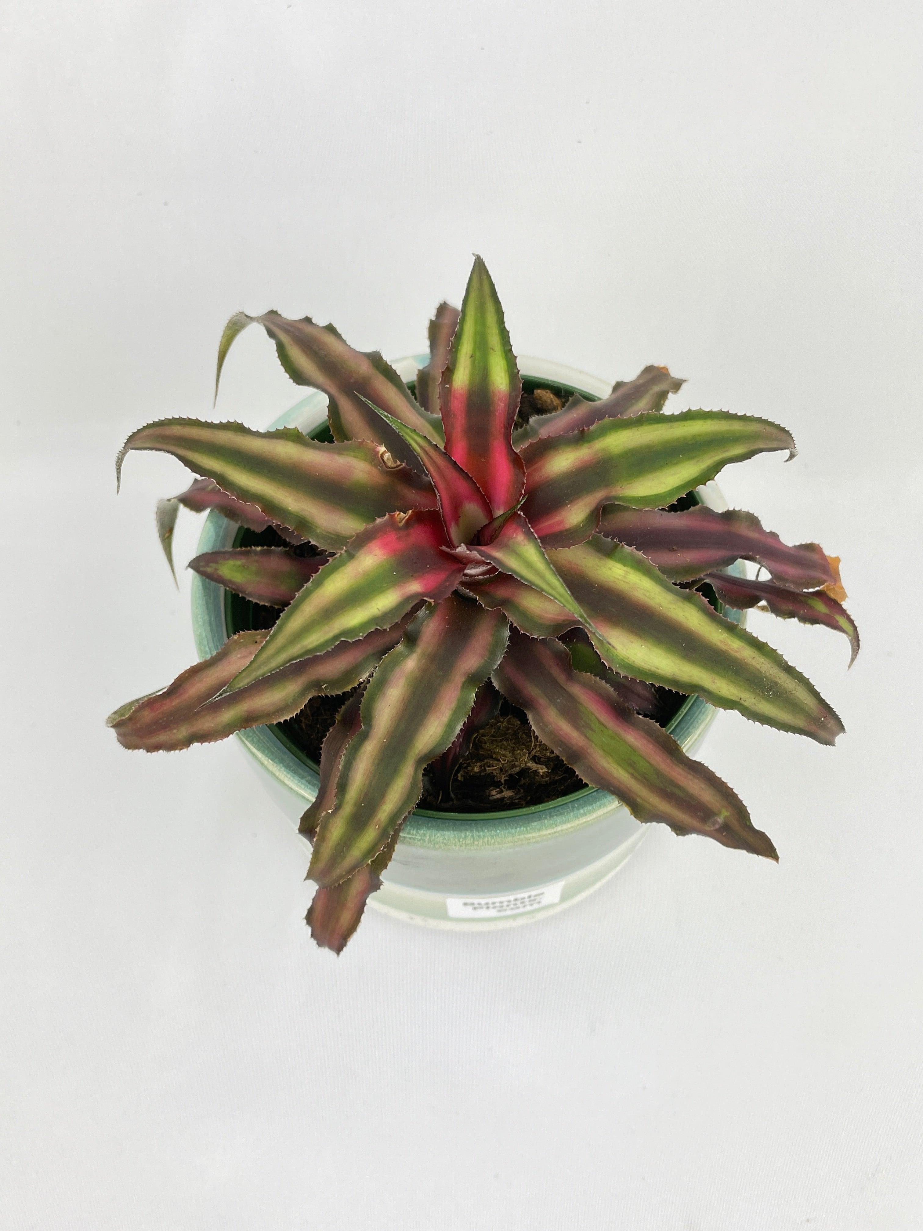 Red Star Bromeliad Cryptanthus Bivittatus