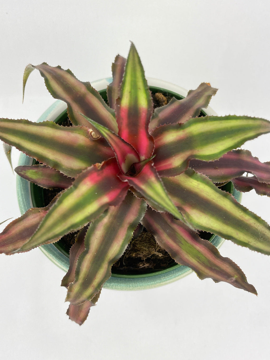 Red Star Bromeliad Cryptanthus Bivittatus