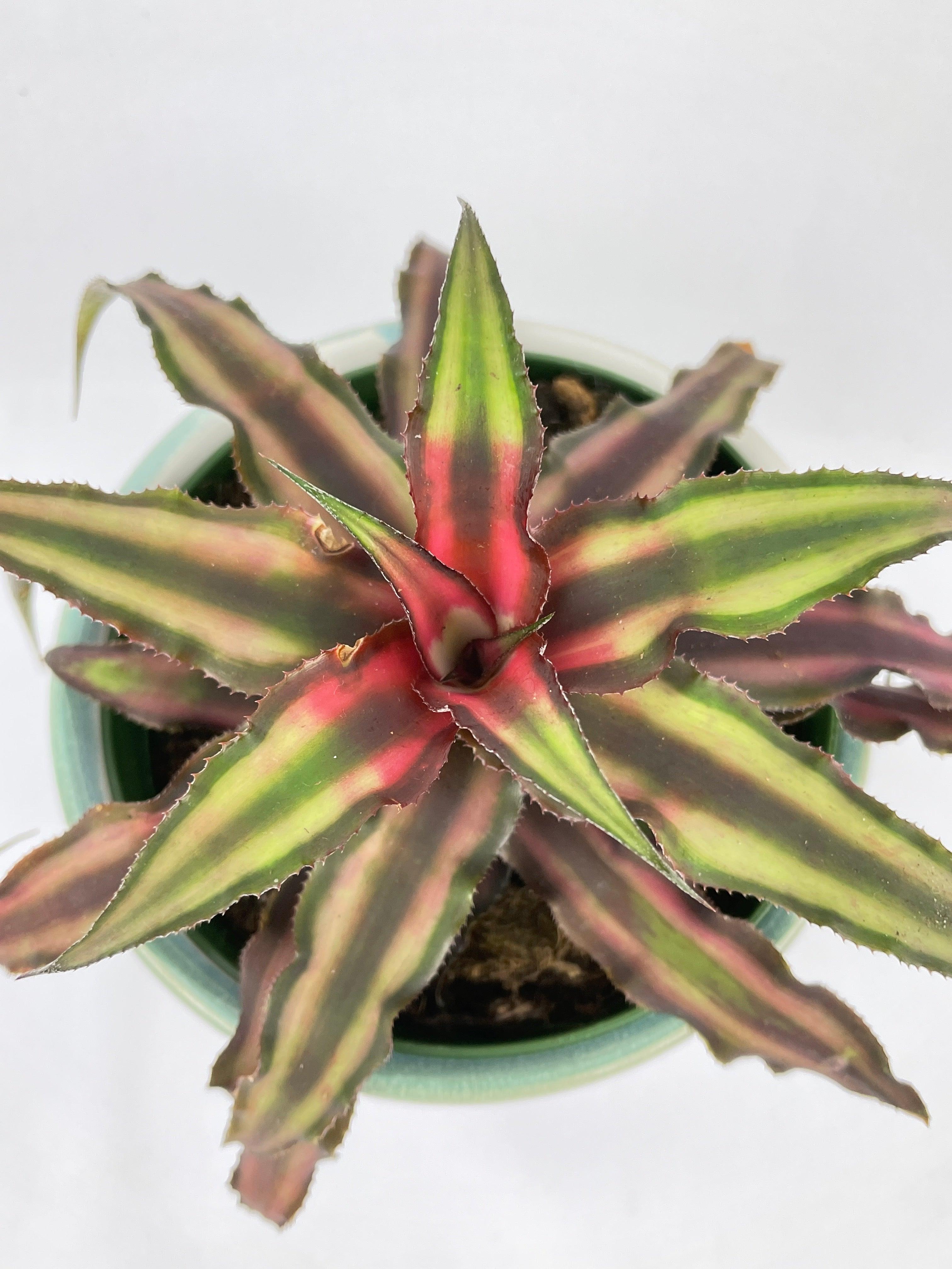 Red Star Bromeliad Cryptanthus Bivittatus