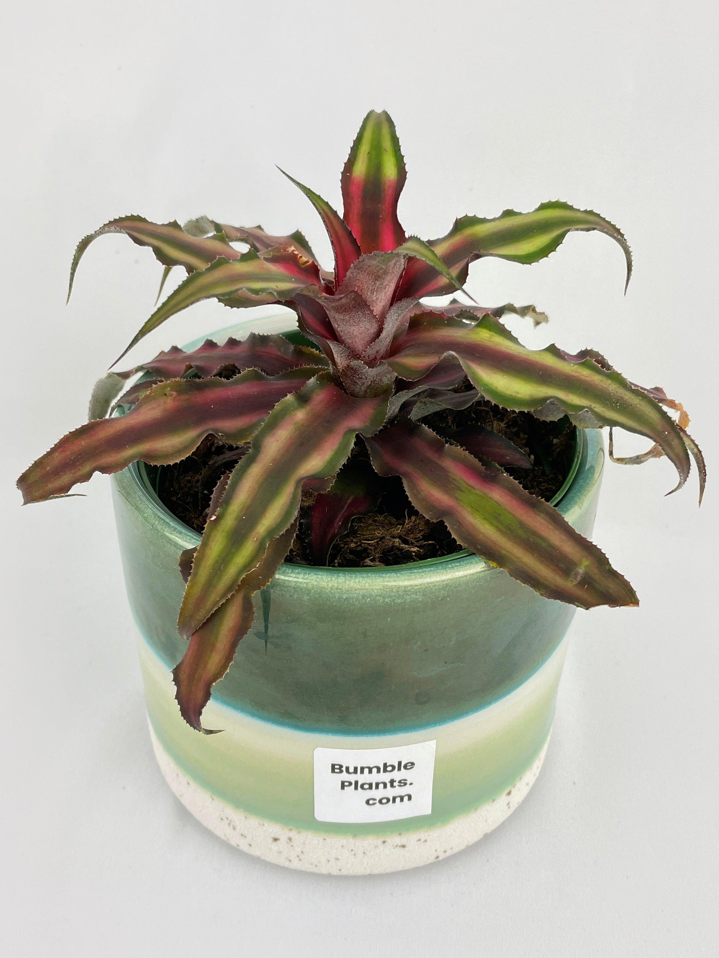 Red Star Bromeliad Cryptanthus Bivittatus