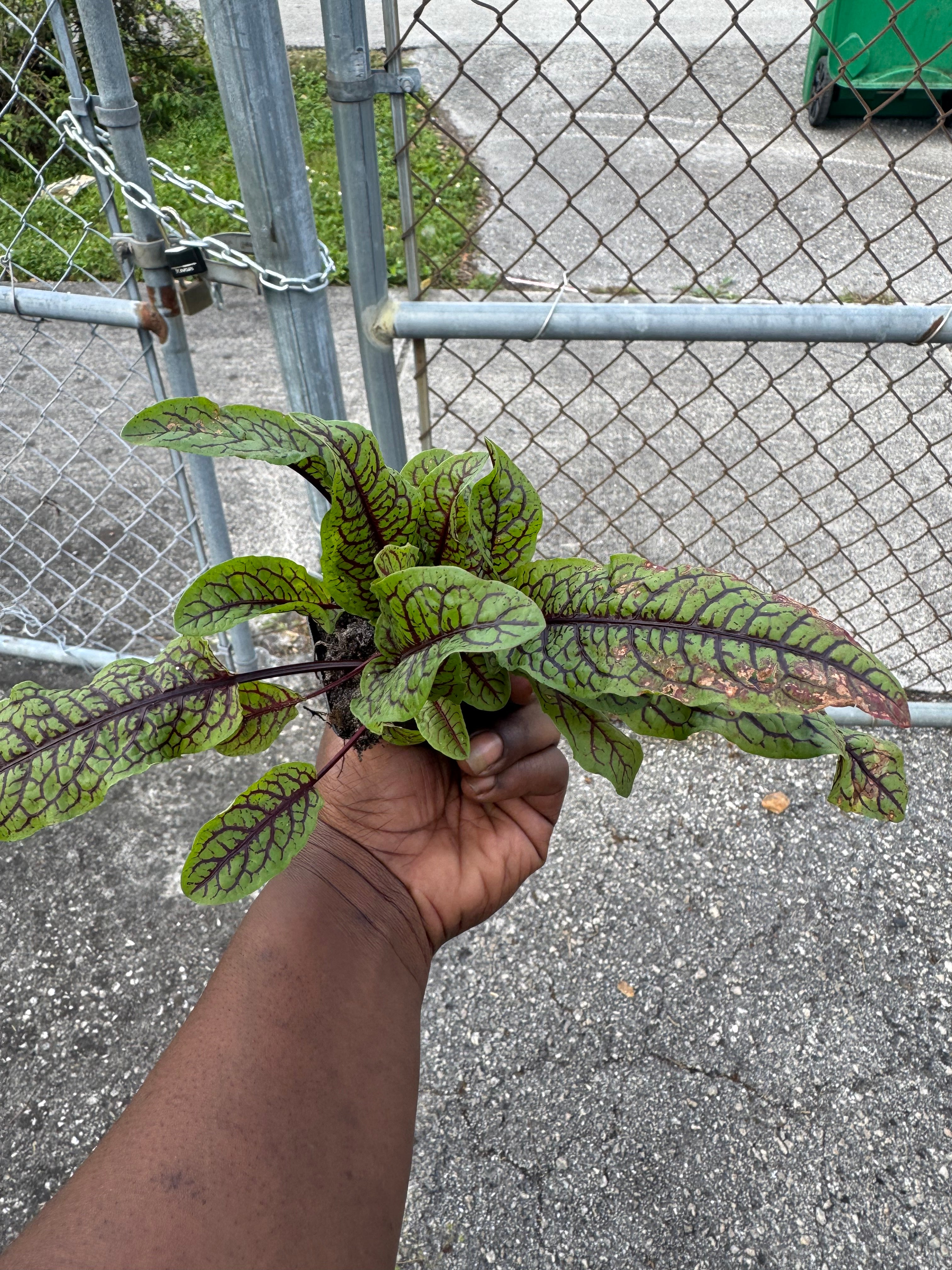 Red Vein Sorrel –(Bloody Dock) Live Plant (3-inch Pot)